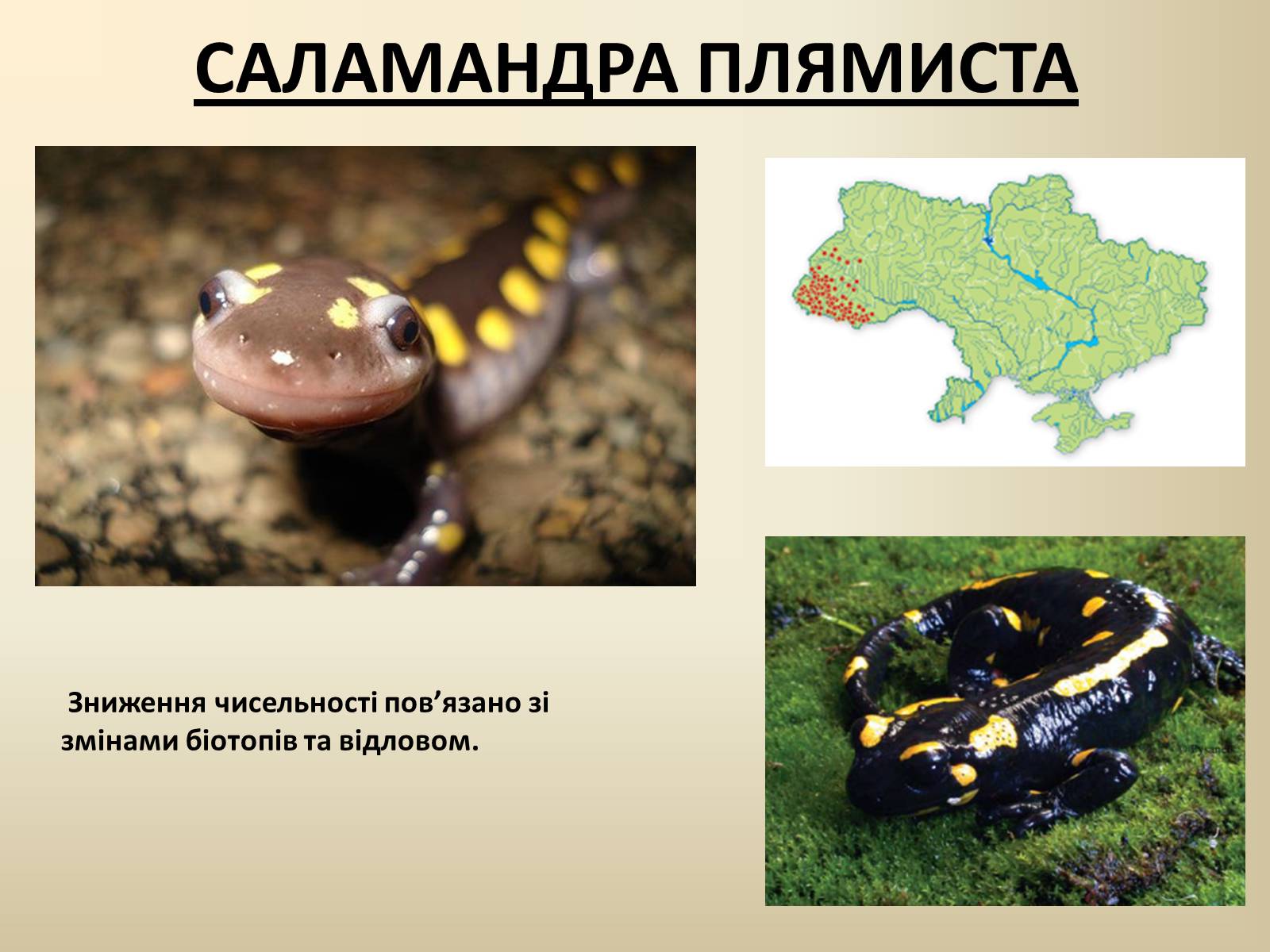 Презентація на тему «Тварини Червоної Книги України» - Слайд #5