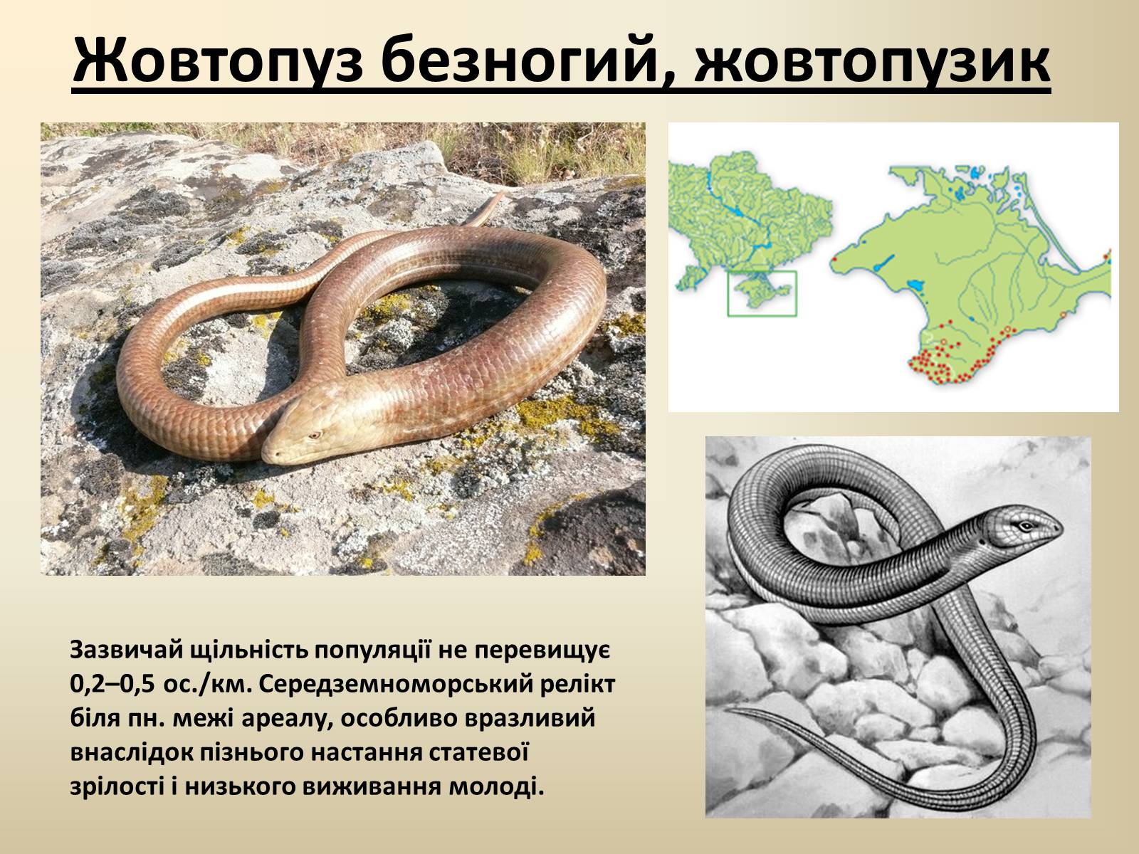Презентація на тему «Тварини Червоної Книги України» - Слайд #6