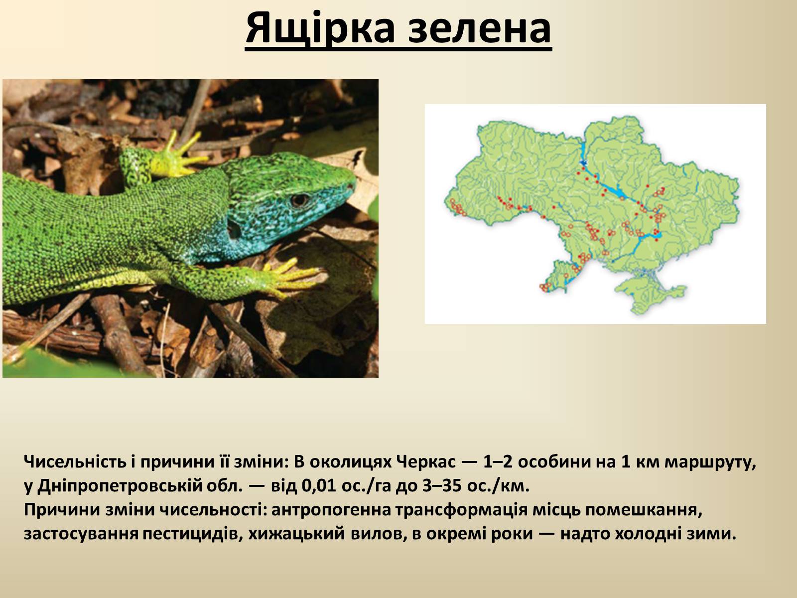 Презентація на тему «Тварини Червоної Книги України» - Слайд #7