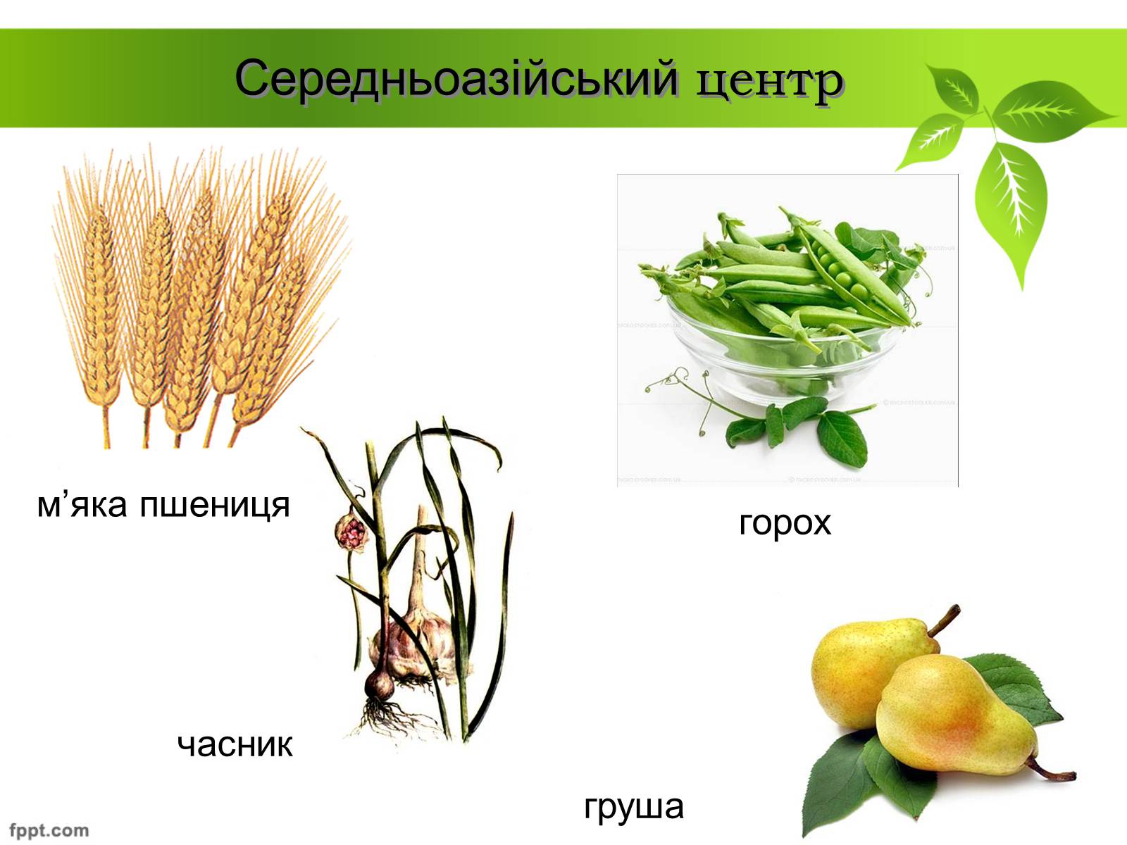 Презентація на тему «Генетичні основи селекції рослин» (варіант 1) - Слайд #12