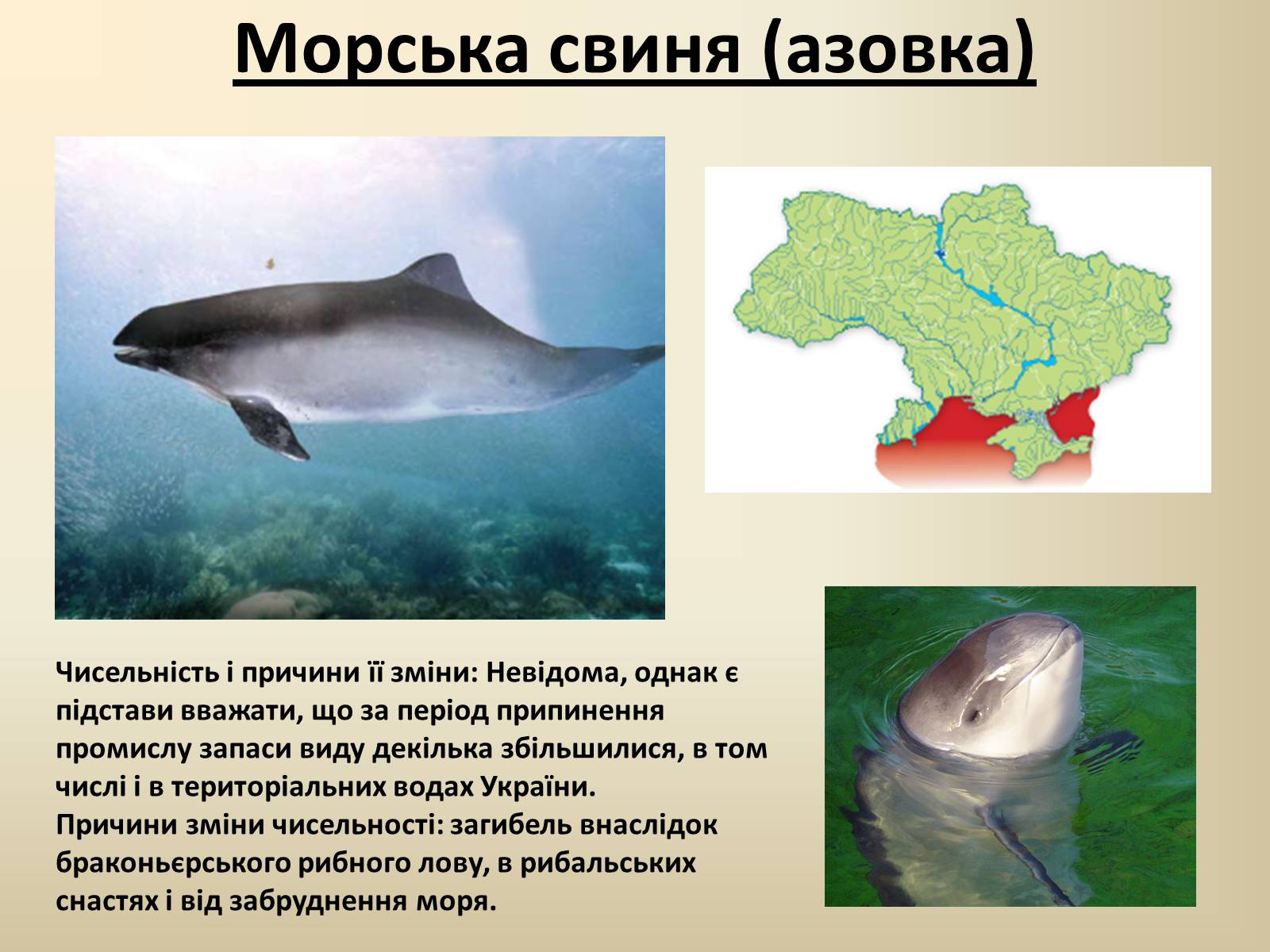 Презентація на тему «Тварини Червоної Книги України» - Слайд #10