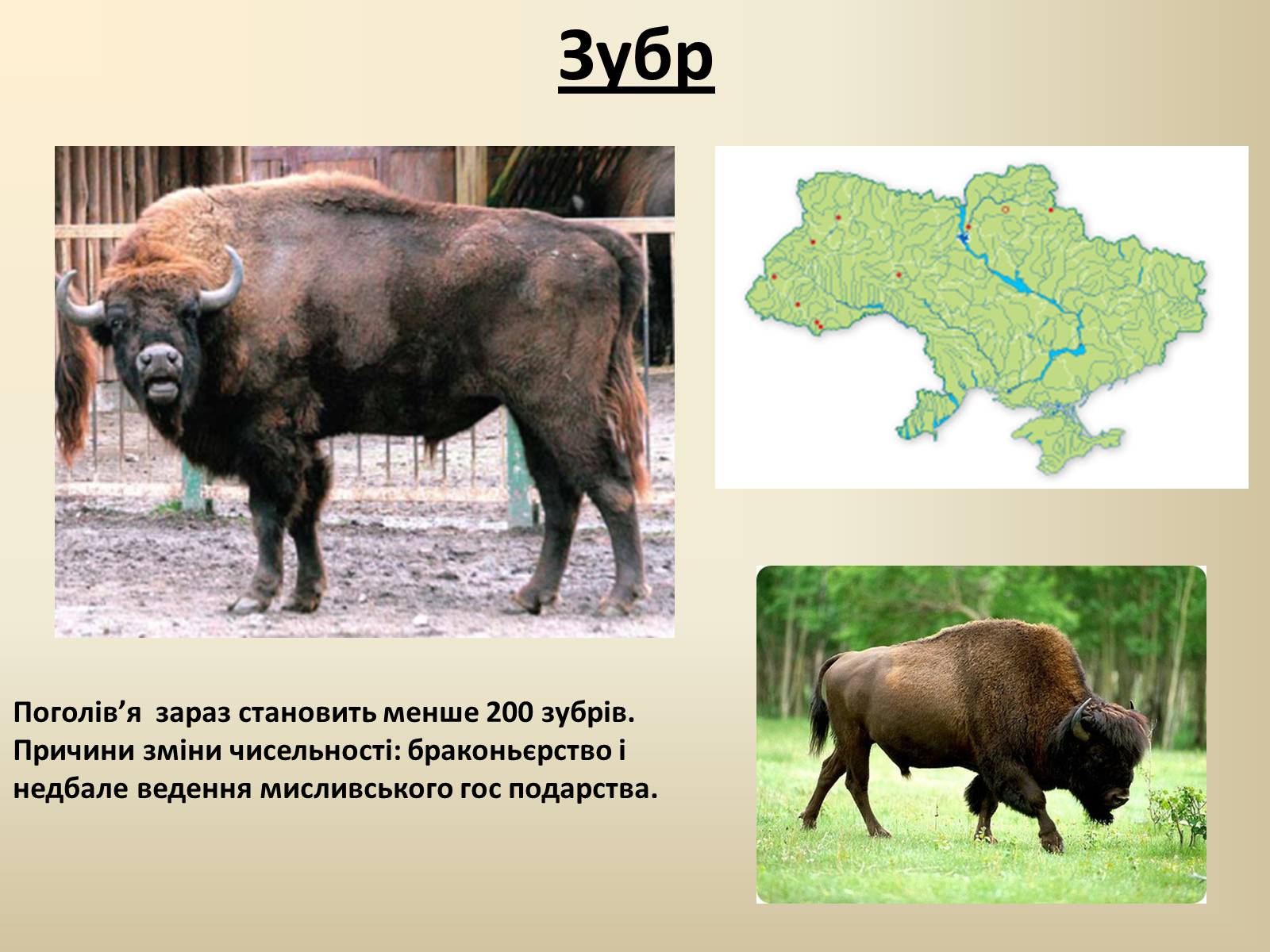 Презентація на тему «Тварини Червоної Книги України» - Слайд #14