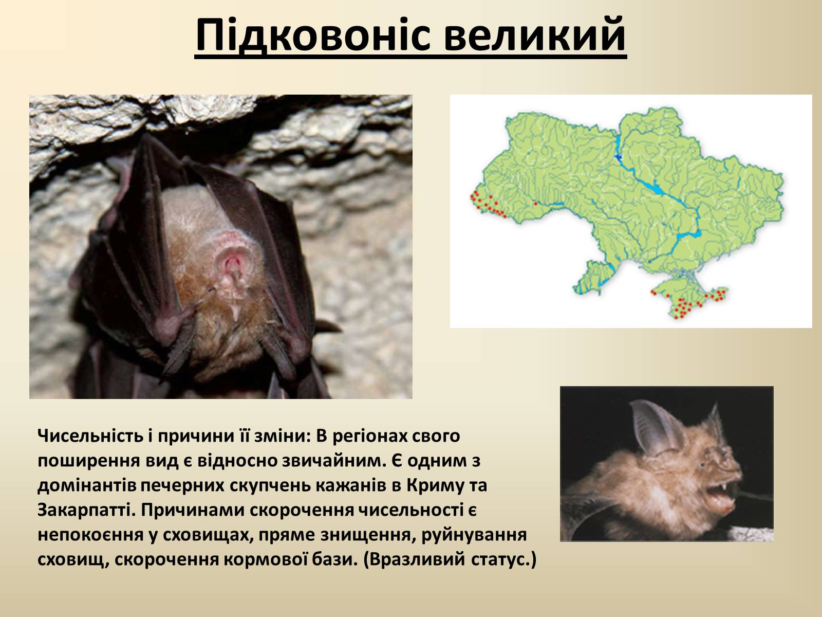 Презентація на тему «Тварини Червоної Книги України» - Слайд #15