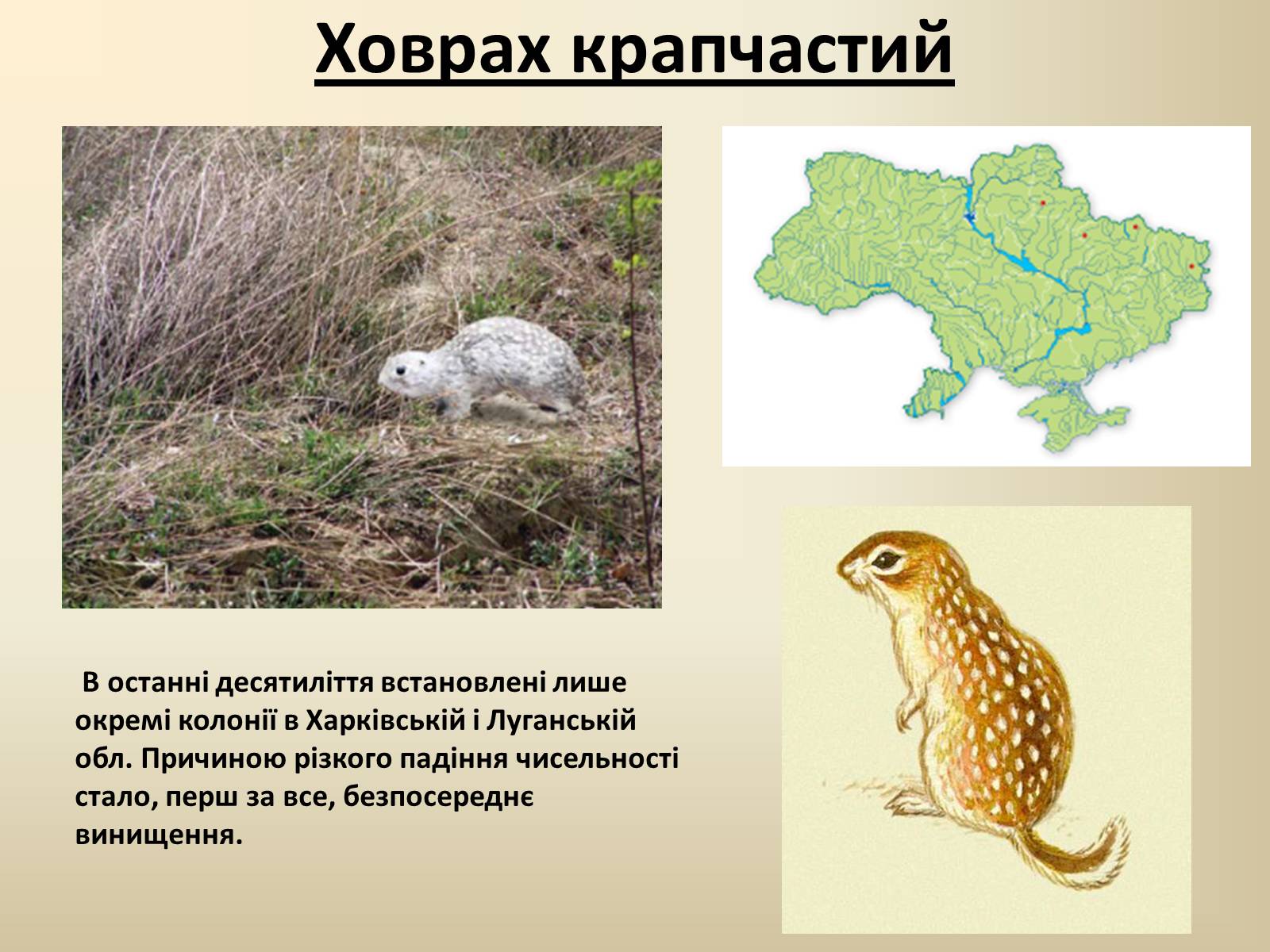 Презентація на тему «Тварини Червоної Книги України» - Слайд #18
