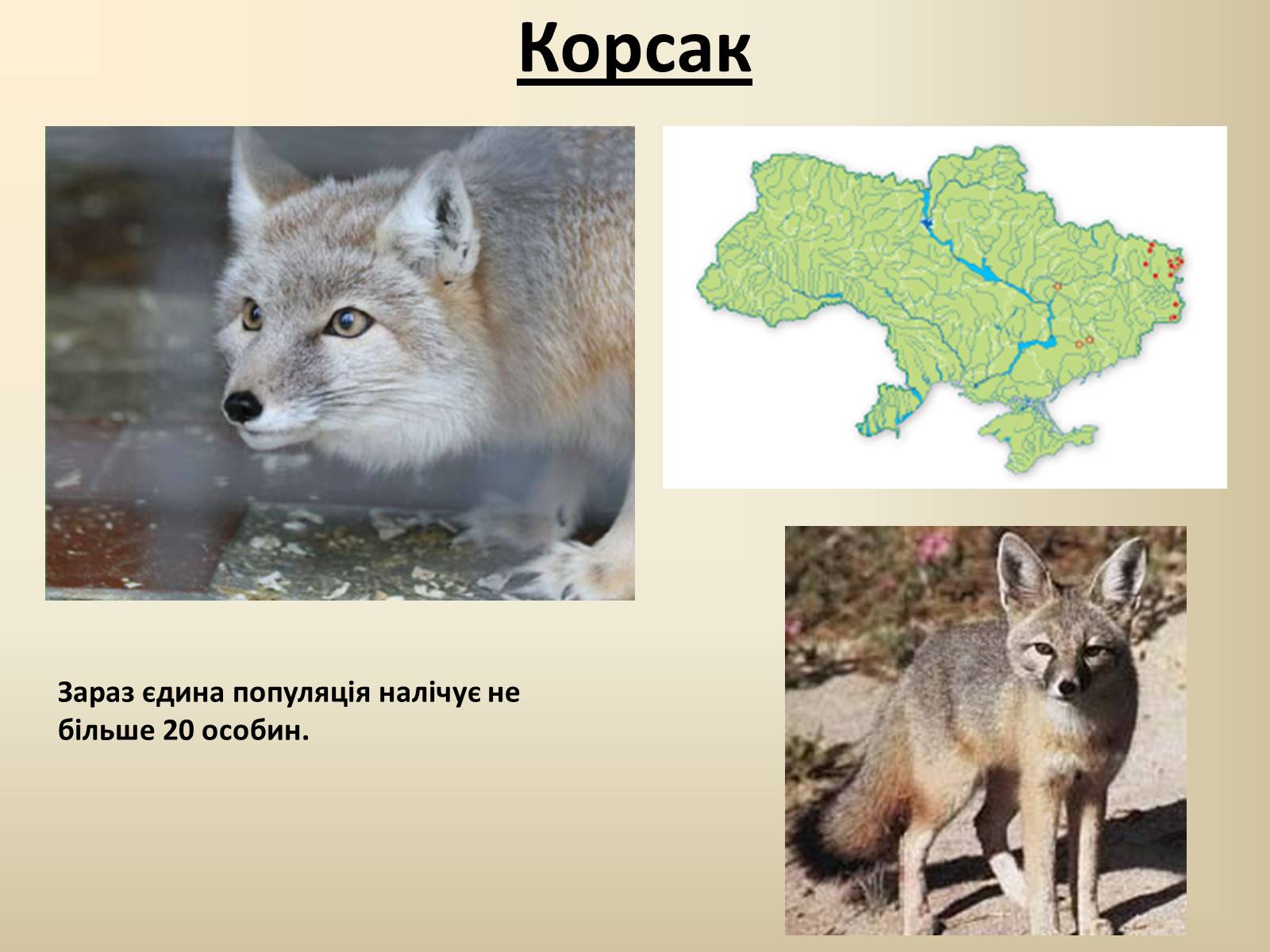 Презентація на тему «Тварини Червоної Книги України» - Слайд #20