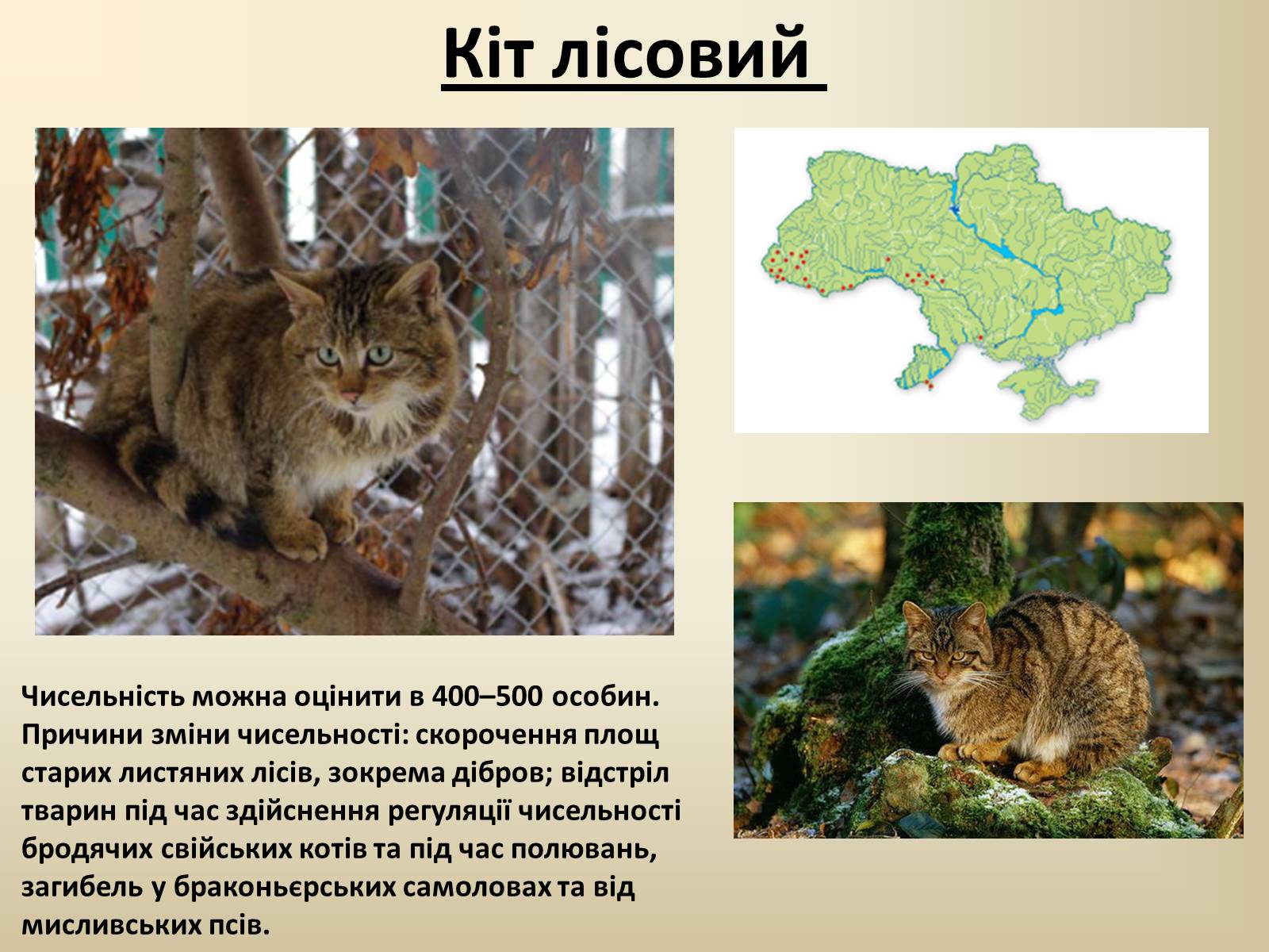 Презентація на тему «Тварини Червоної Книги України» - Слайд #21