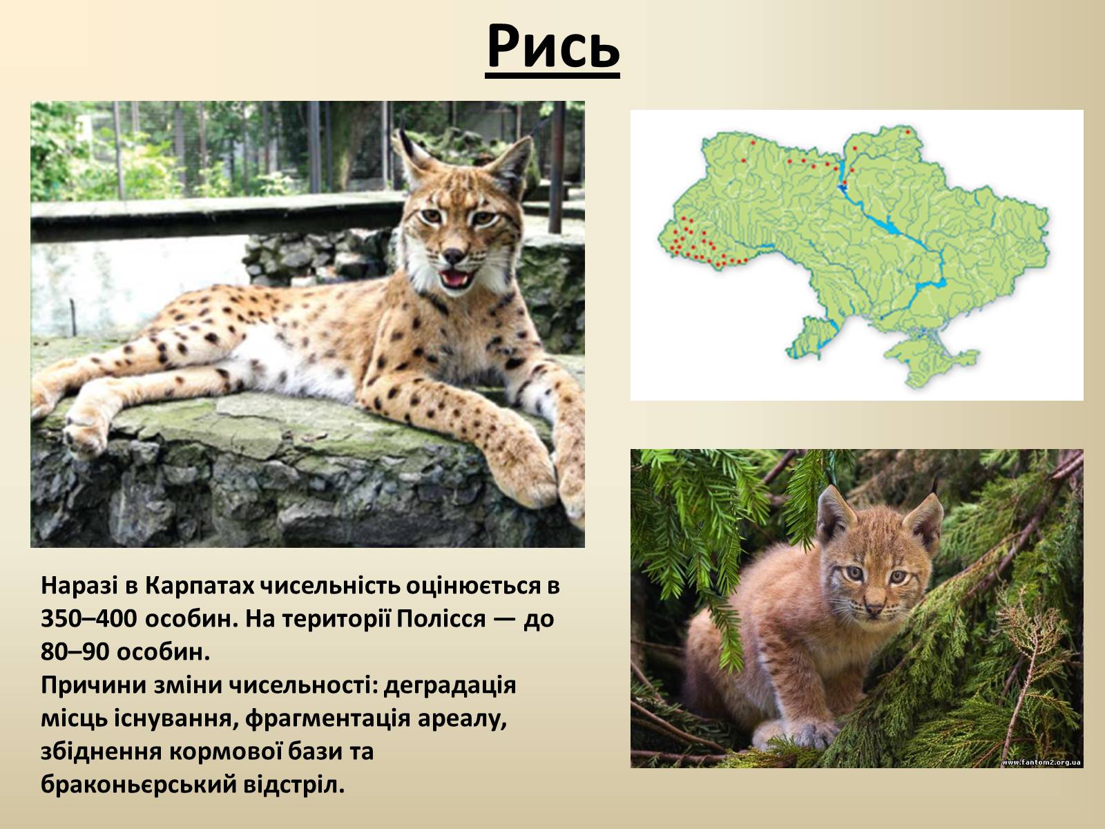 Презентація на тему «Тварини Червоної Книги України» - Слайд #22