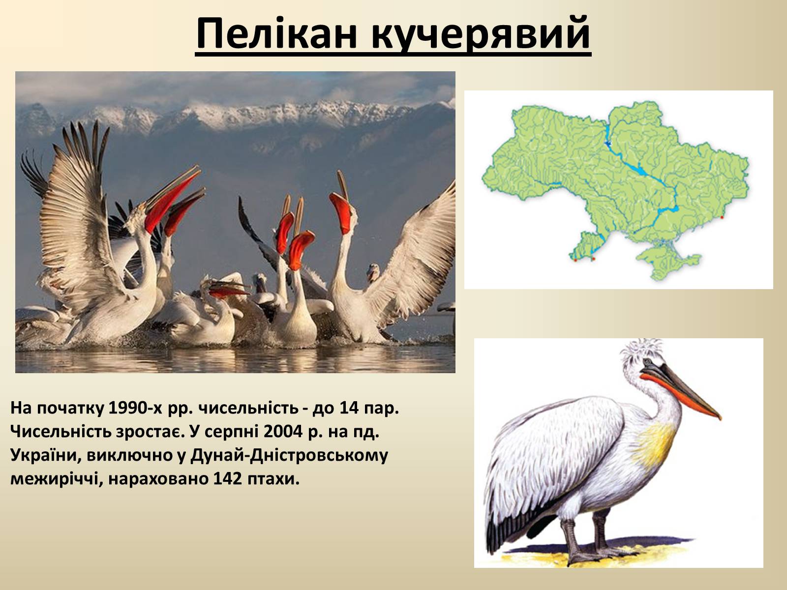 Презентація на тему «Тварини Червоної Книги України» - Слайд #23