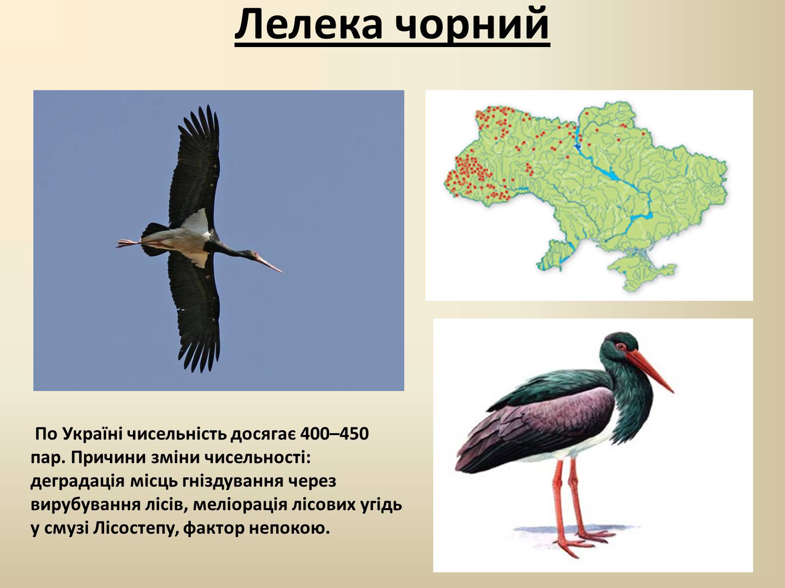 Презентація на тему «Тварини Червоної Книги України» - Слайд #24