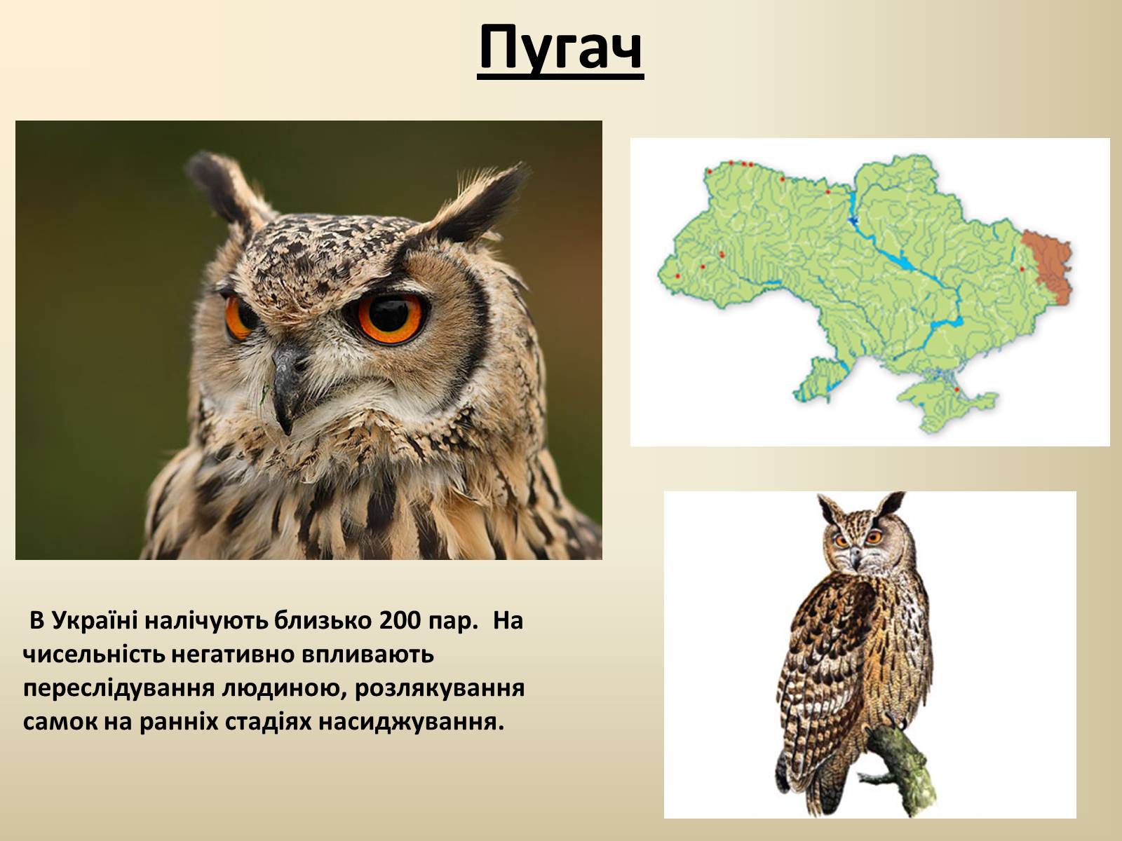 Презентація на тему «Тварини Червоної Книги України» - Слайд #25