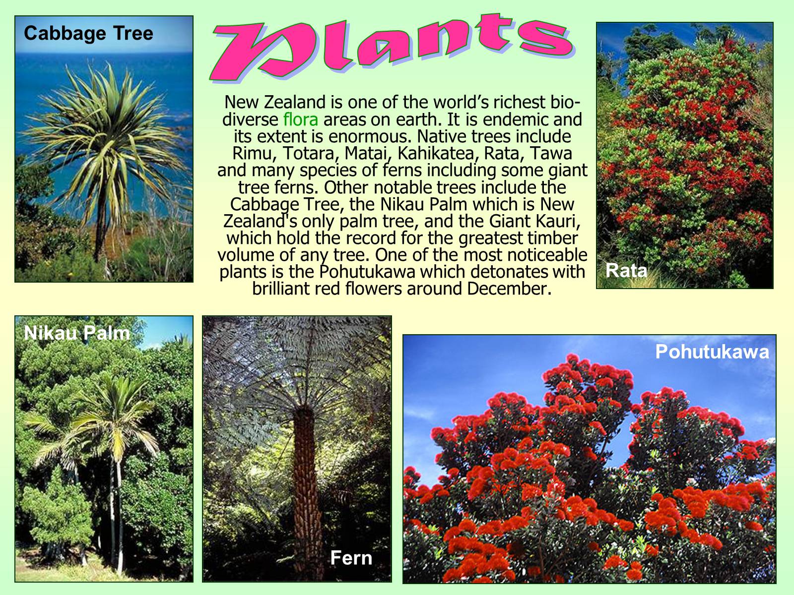 Презентація на тему «New Zealand» (варіант 1) - Слайд #28