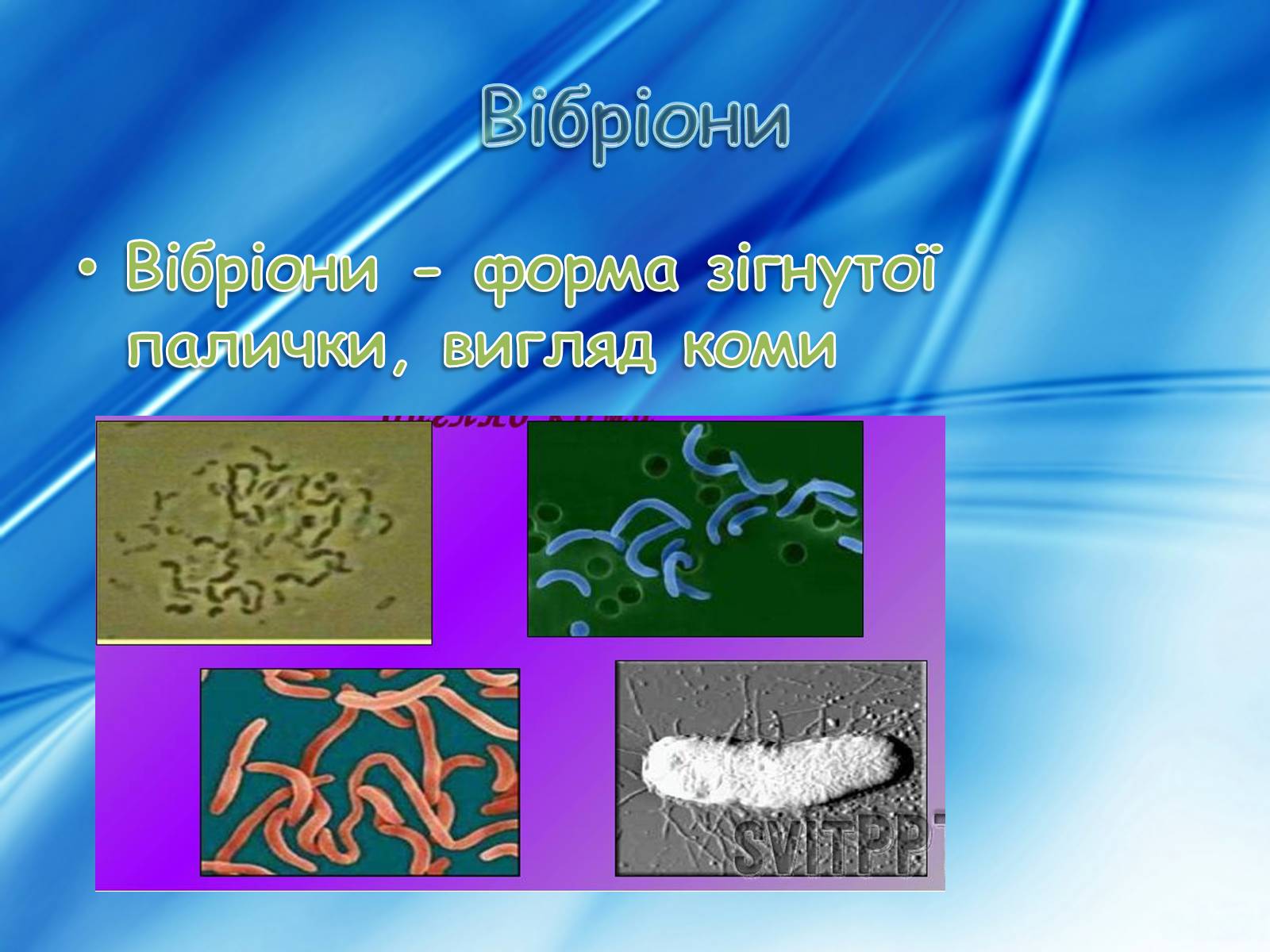 Презентація на тему «Бактерії» (варіант 3) - Слайд #10