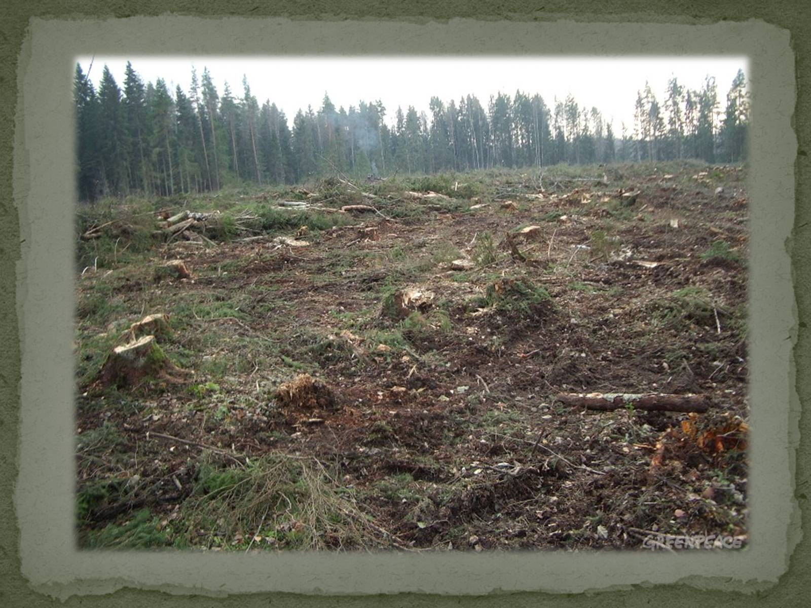 Сплошная вырубка леса