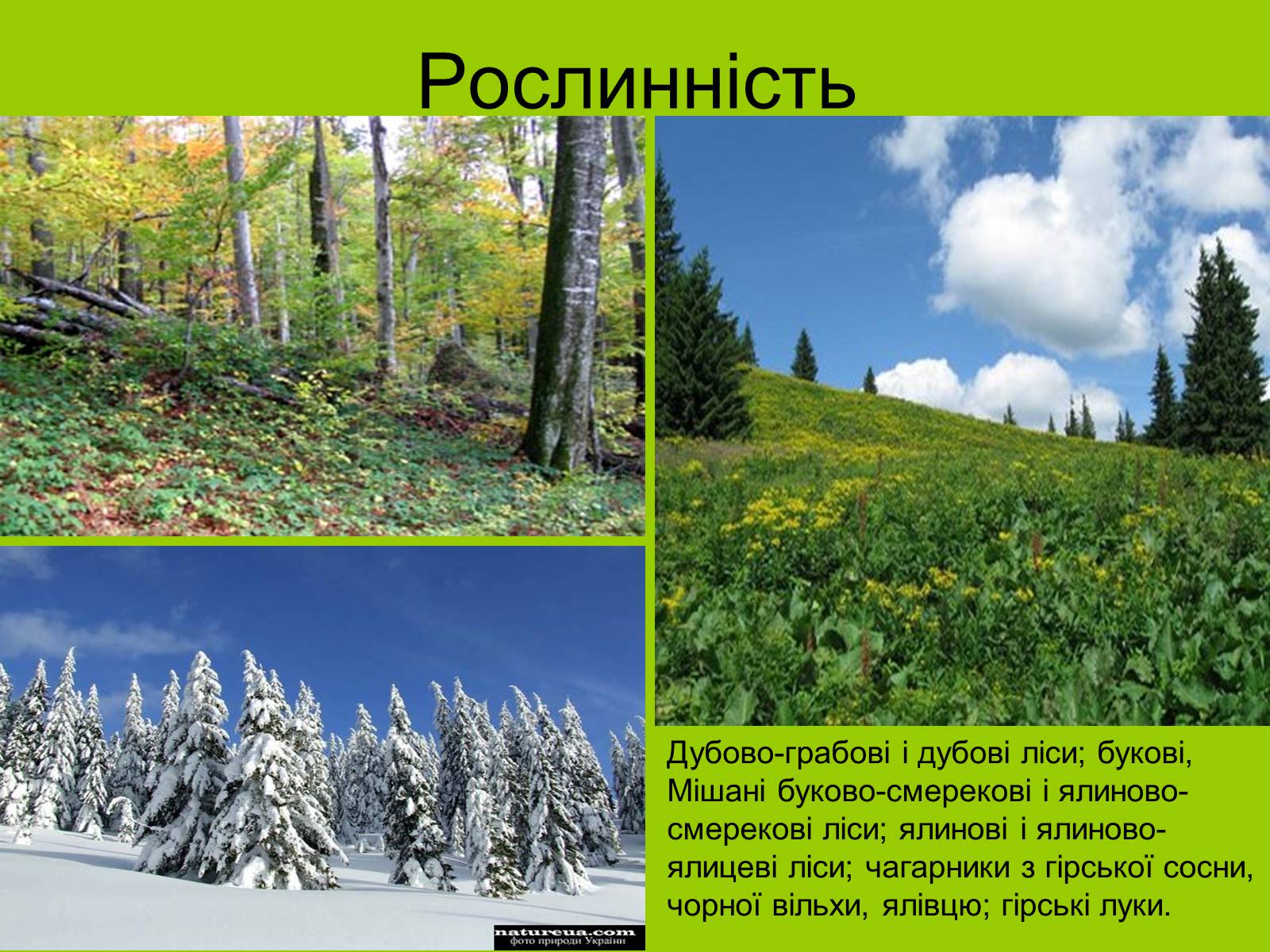 Презентація на тему «Українські Карпати» (варіант 3) - Слайд #7