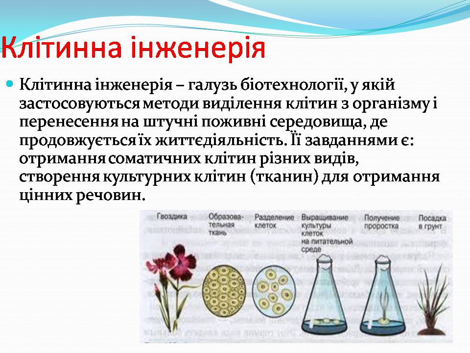 Презентація на тему «Біотехнологія, химерні та трансгенні організми» - Слайд #10