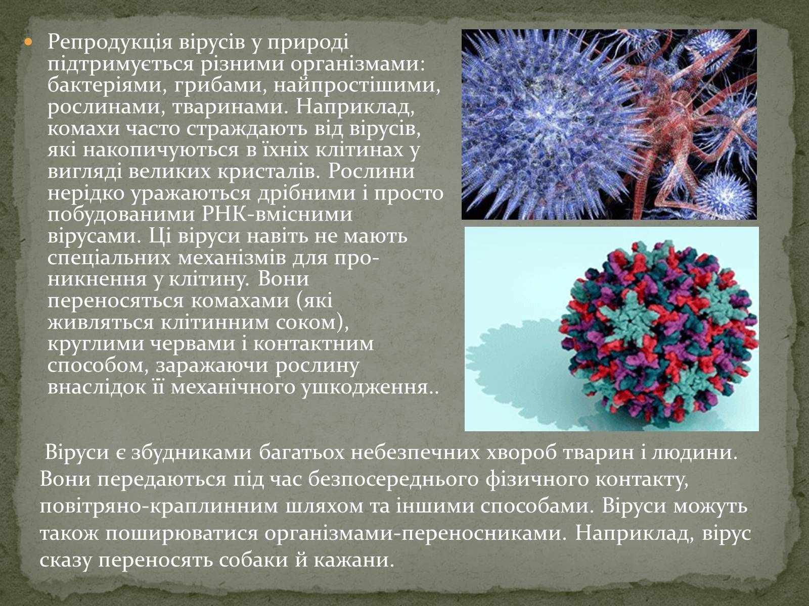 Презентація на тему «Віруси, їхня будова, життєвий цикл» (варіант 2) - Слайд #8