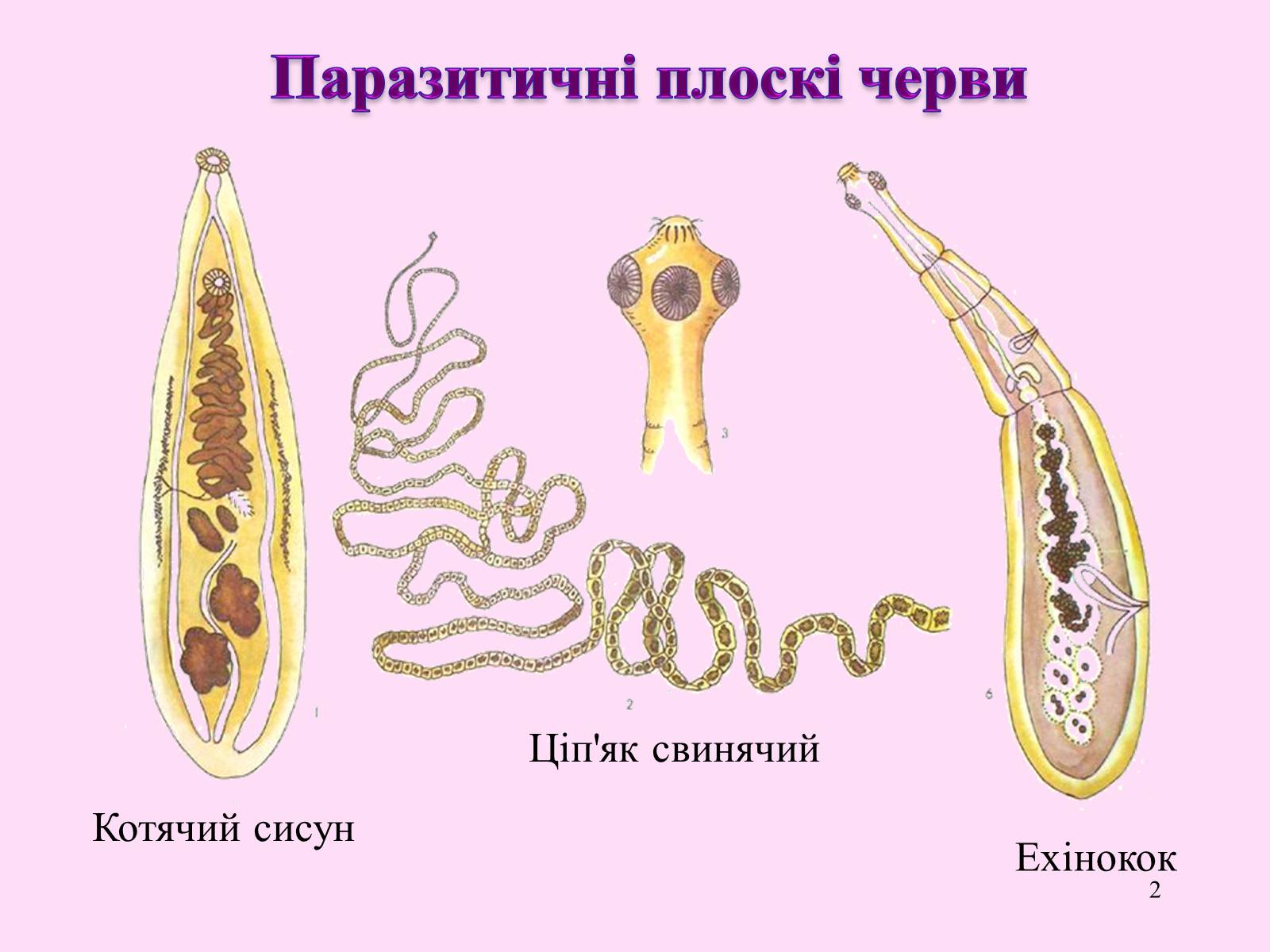 Презентація на тему «Різноманітність паразитичних плоских червів» - Слайд #2