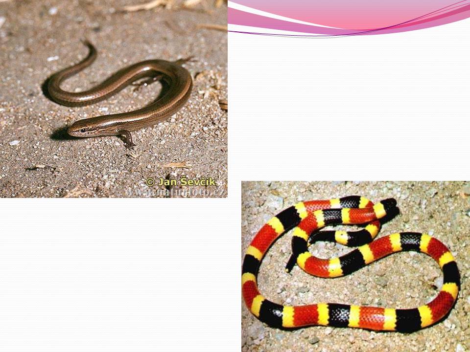 Презентація на тему «Різноманітності змій» - Слайд #10