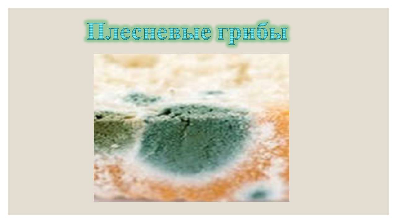 Презентація на тему «Микроорганизмы. Грибы» - Слайд #4