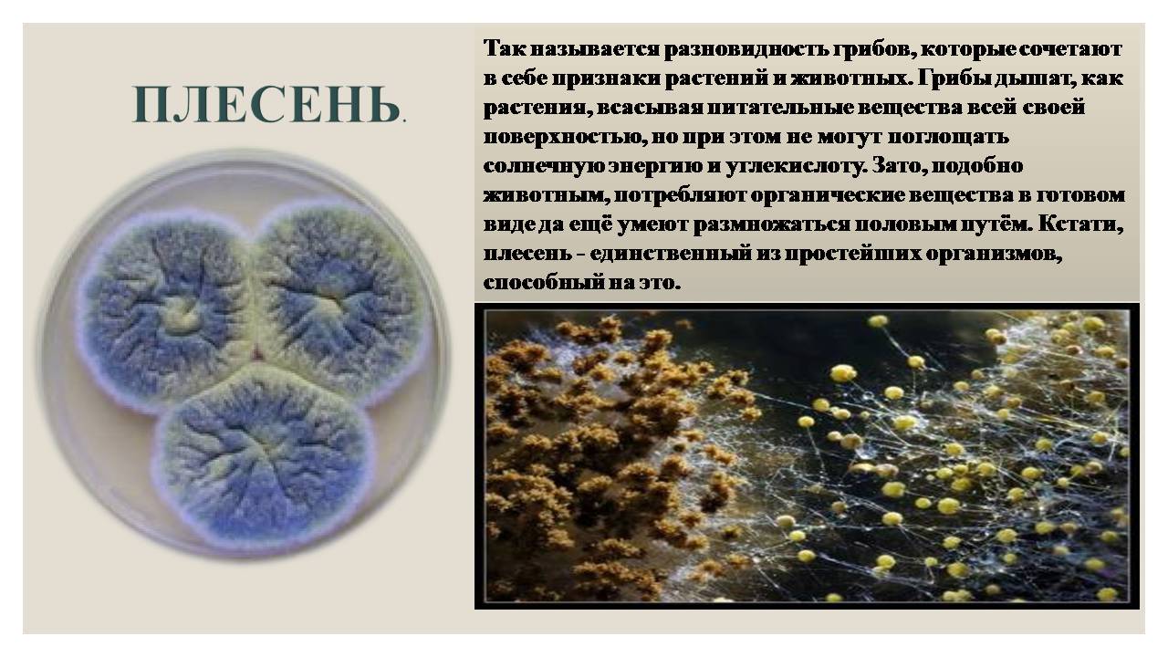 Презентація на тему «Микроорганизмы. Грибы» - Слайд #5