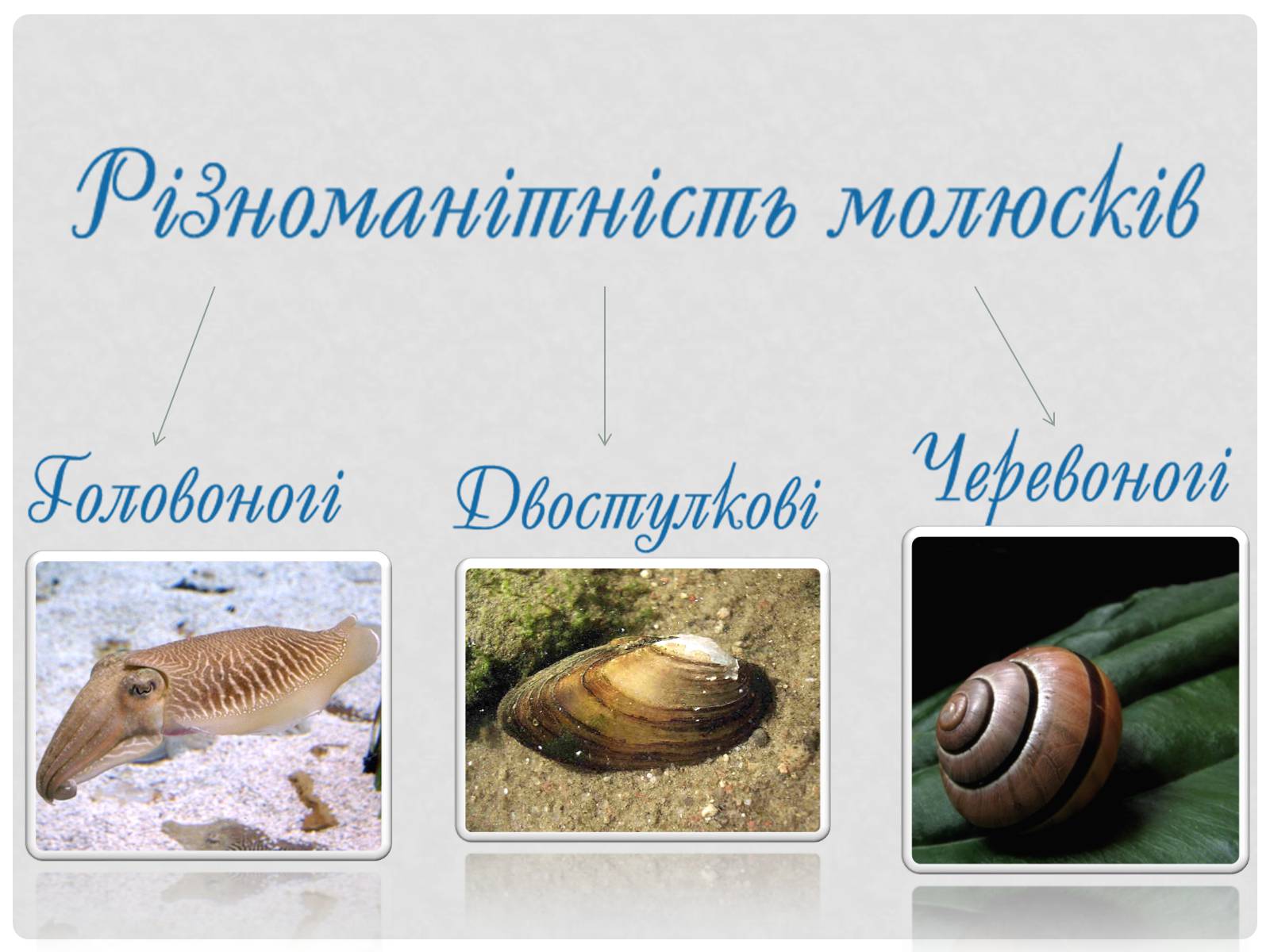 Презентація на тему «Головоногi молюски» - Слайд #2