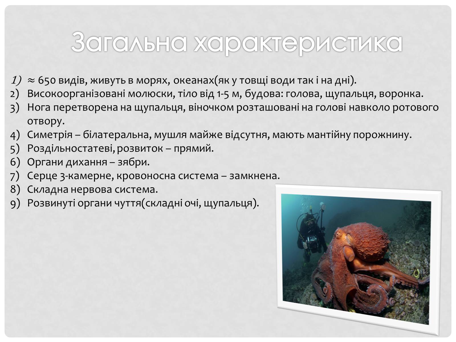 Презентація на тему «Головоногi молюски» - Слайд #3