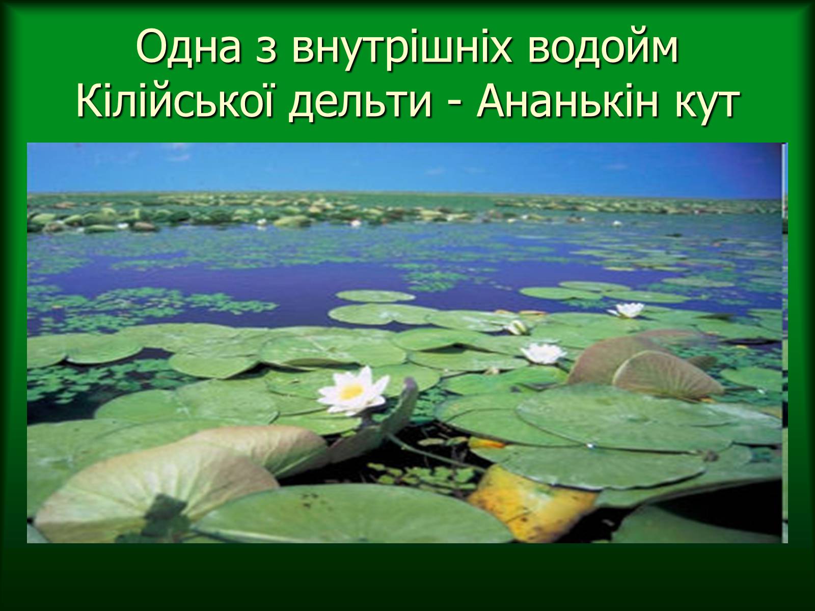 Презентація на тему «Дунайський біосферний заповідник України» - Слайд #13