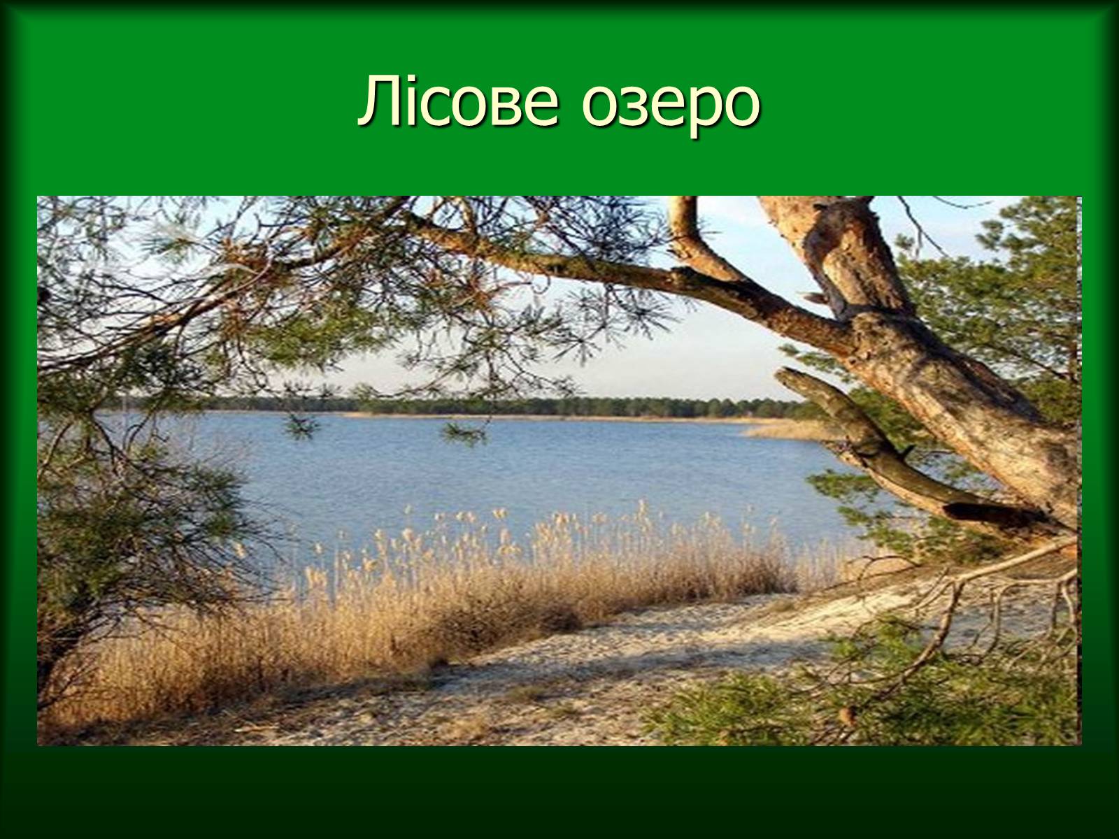 Презентація на тему «Дунайський біосферний заповідник України» - Слайд #15