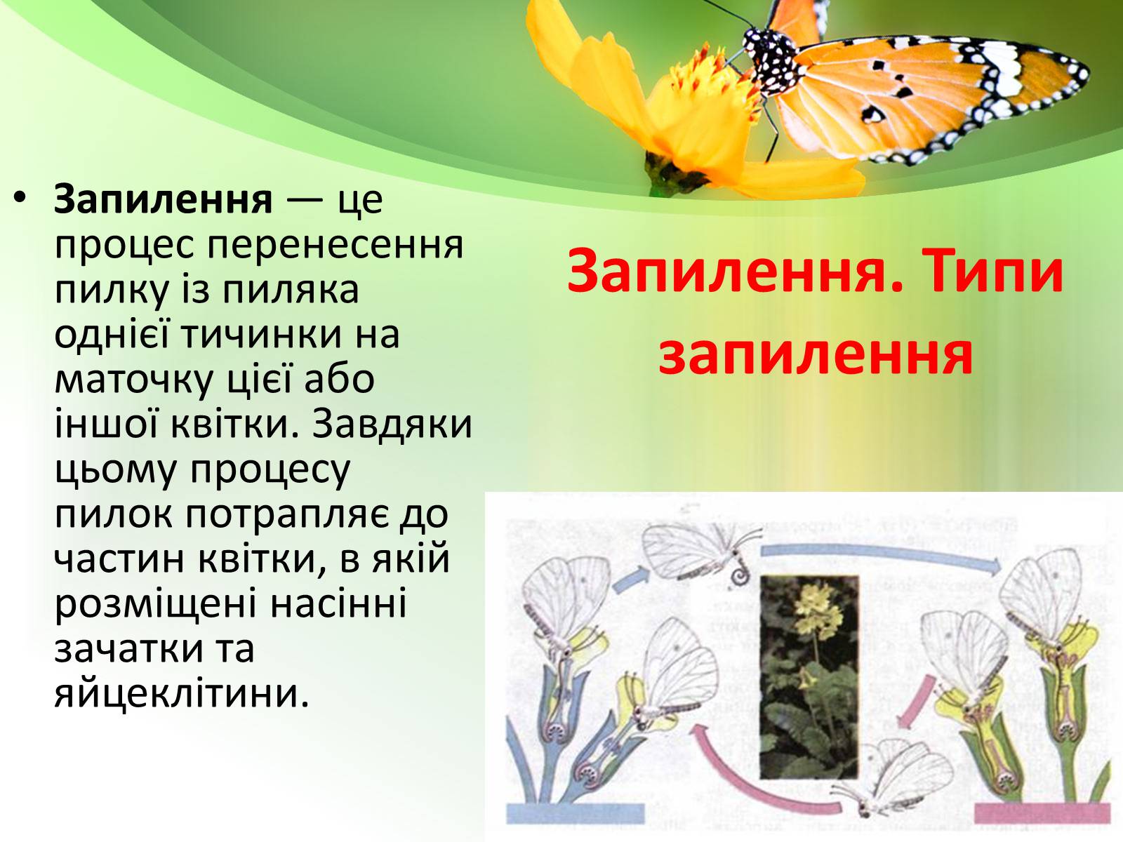 Презентація на тему «Запилення та запліднення рослин» (варіант 1) - Слайд #2