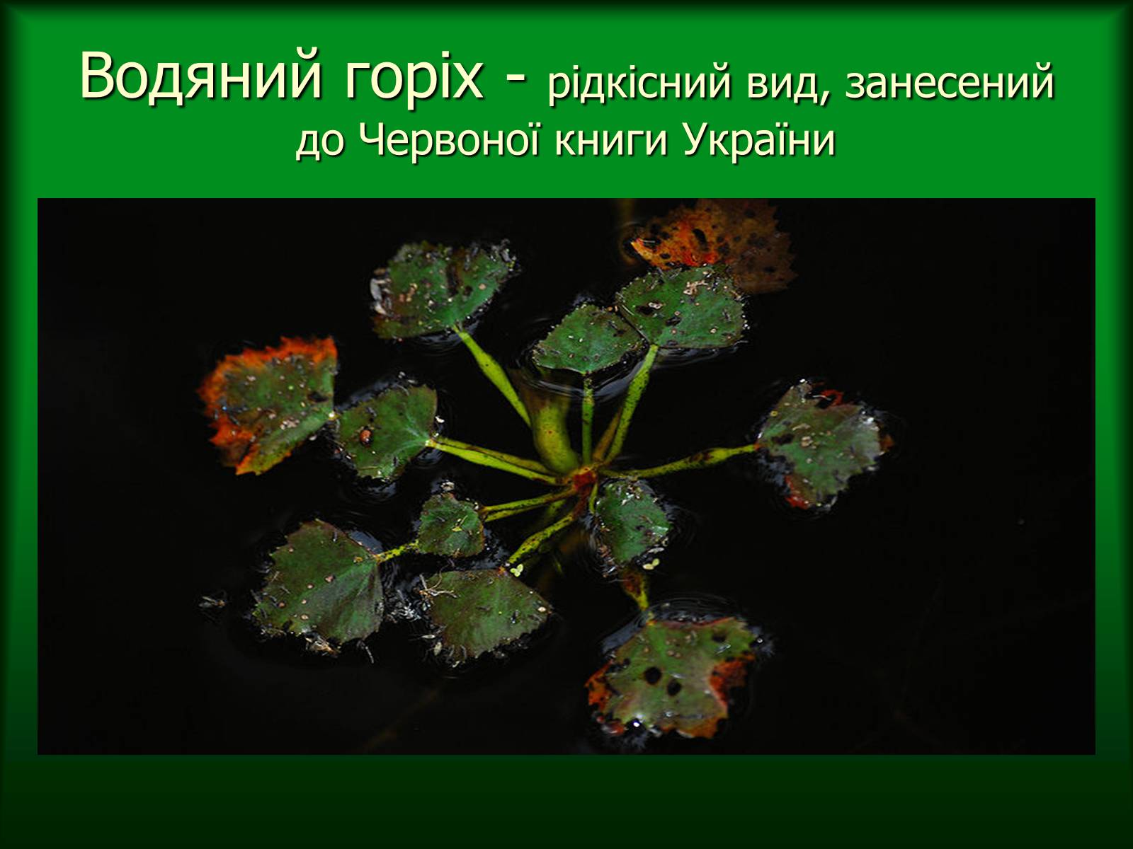 Презентація на тему «Дунайський біосферний заповідник України» - Слайд #23