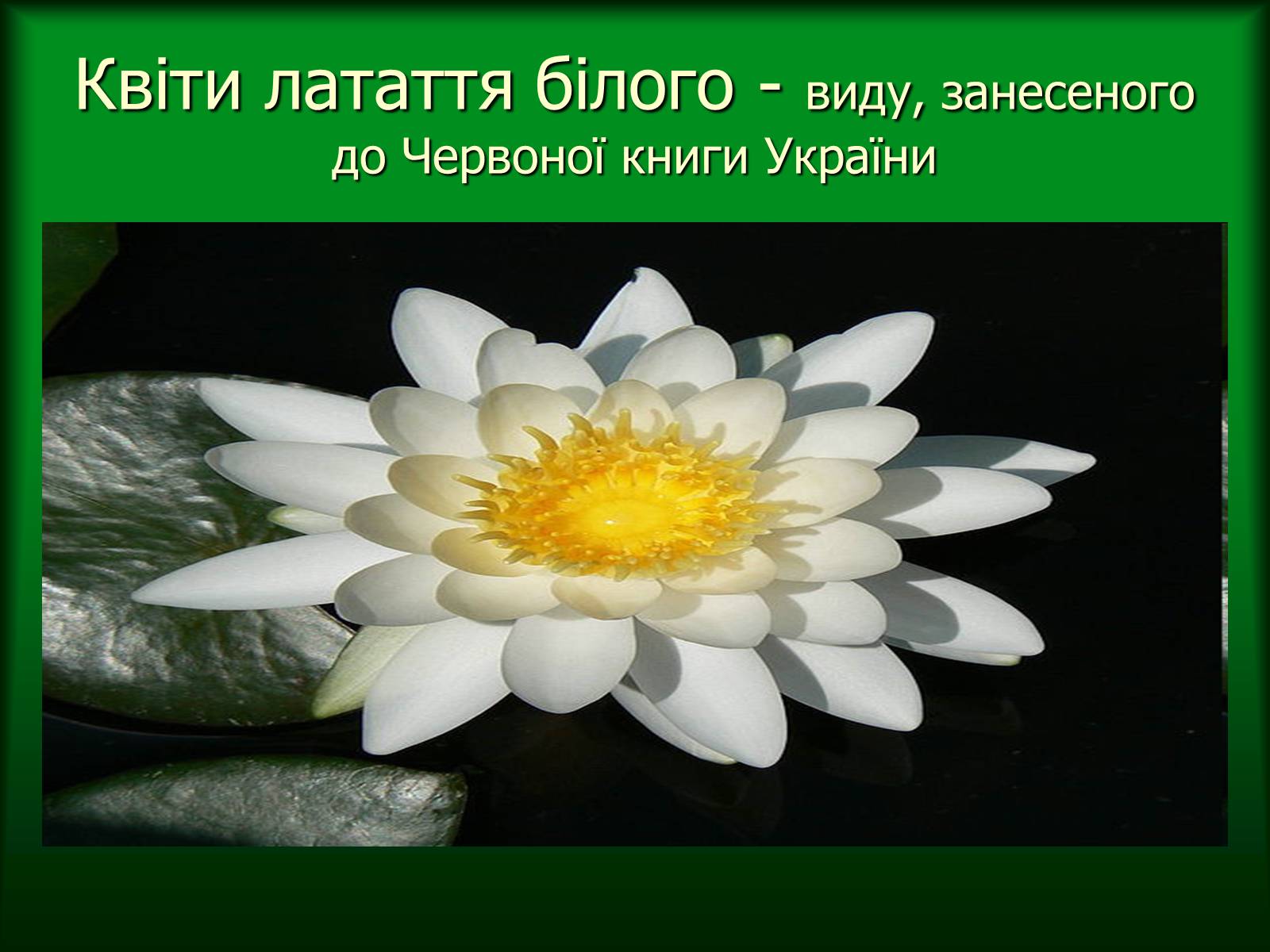 Презентація на тему «Дунайський біосферний заповідник України» - Слайд #24