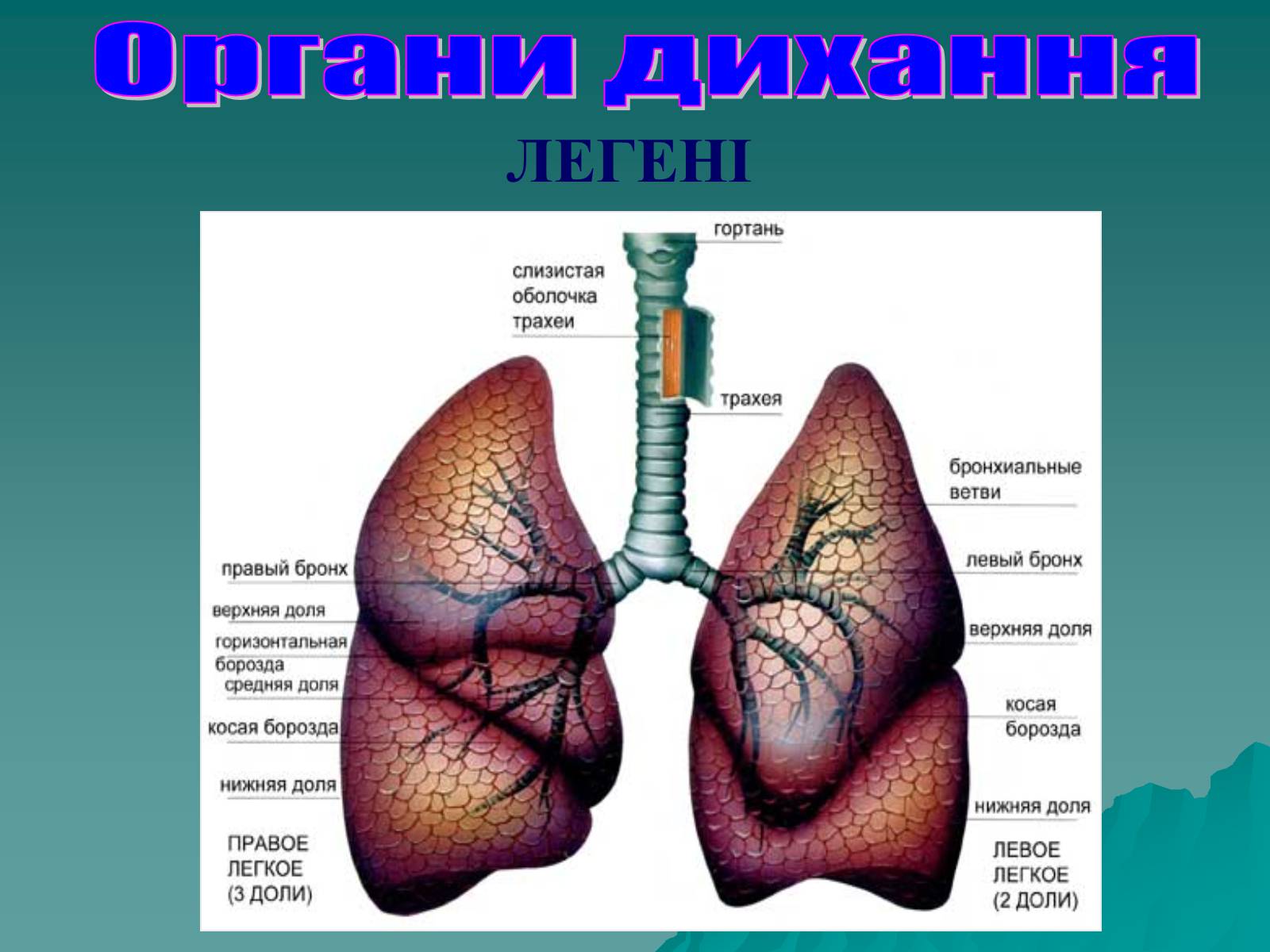 Лёгкие человека строение и функции и болезни