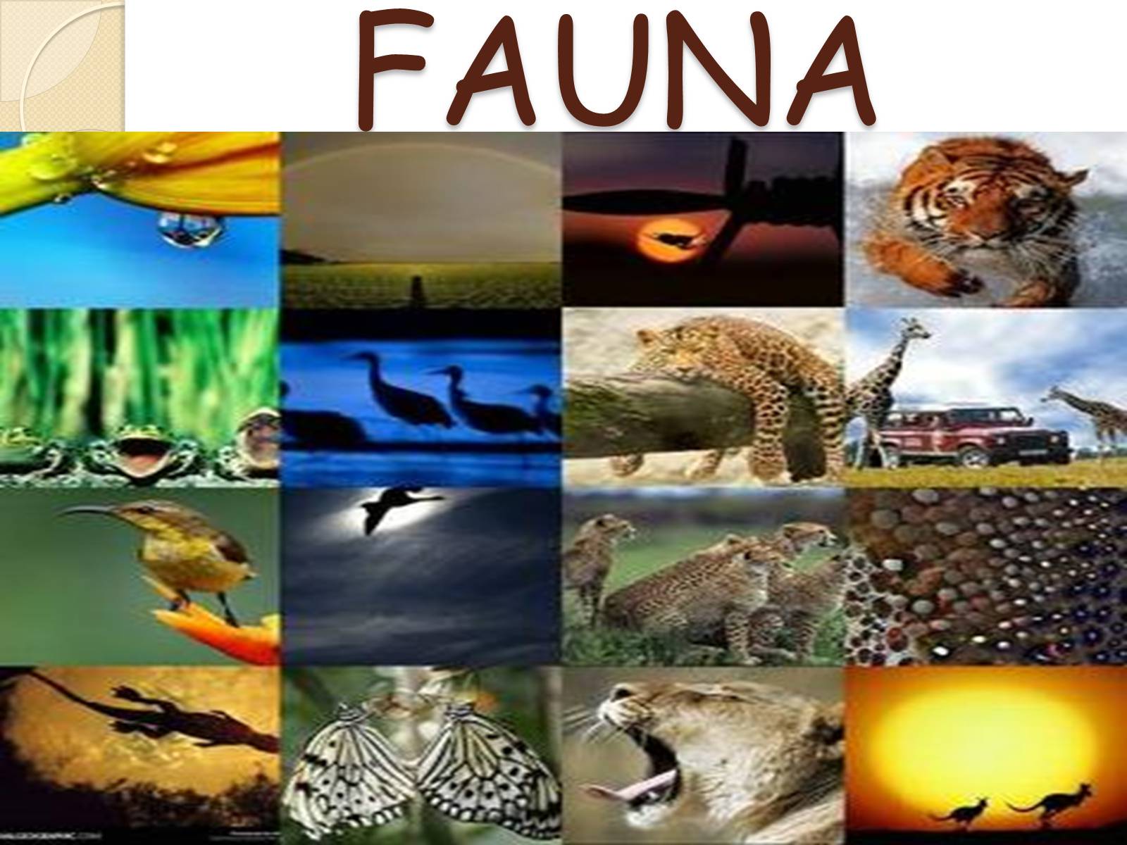 Презентація на тему «Fauna» - Слайд #1