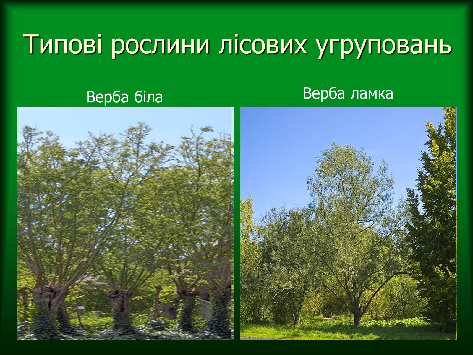 Презентація на тему «Дунайський біосферний заповідник України» - Слайд #25