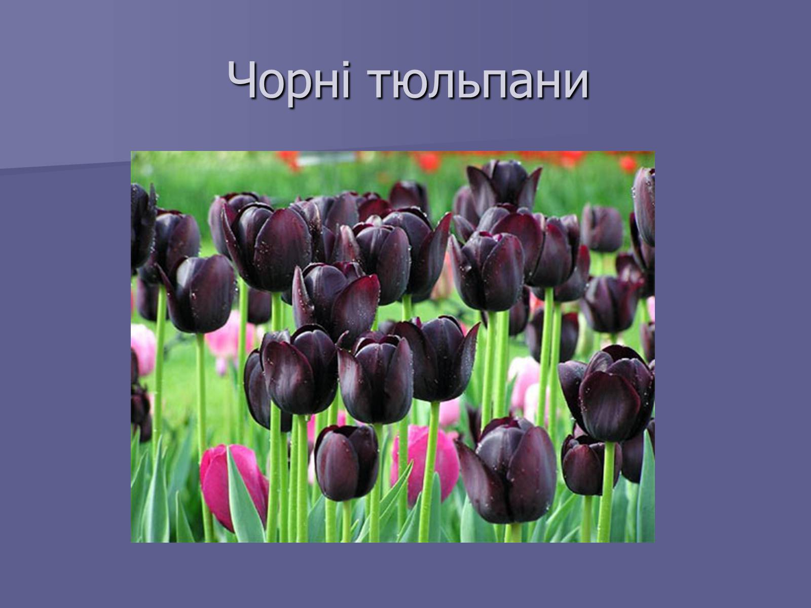 Презентація на тему «Селекція Тюльпанів» - Слайд #16