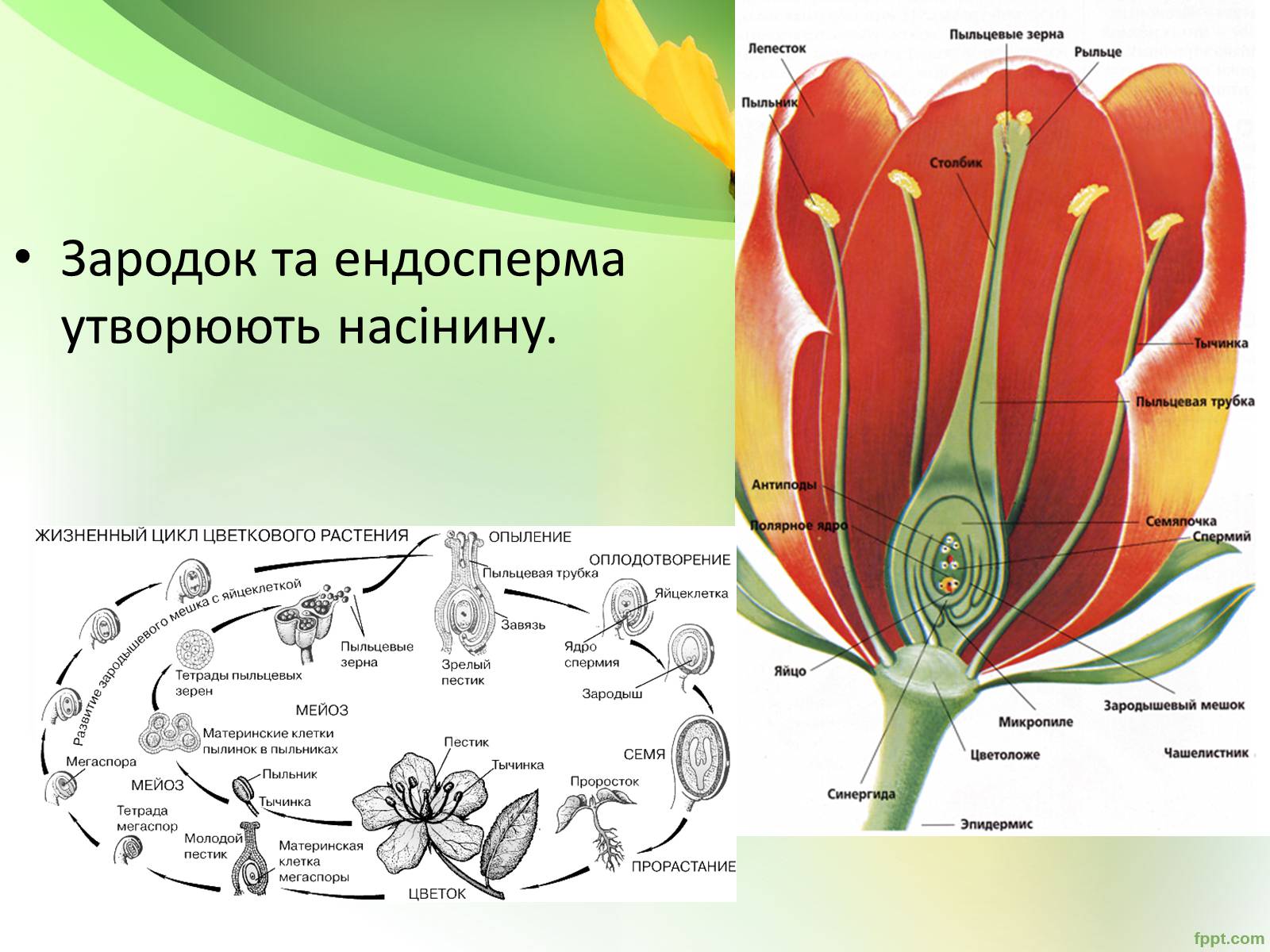 Презентація на тему «Запилення та запліднення рослин» (варіант 1) - Слайд #15