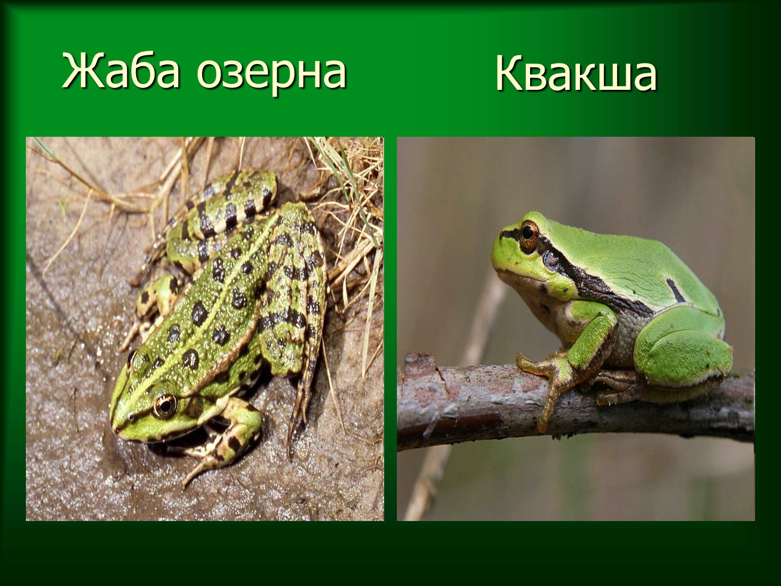 Презентація на тему «Дунайський біосферний заповідник України» - Слайд #32