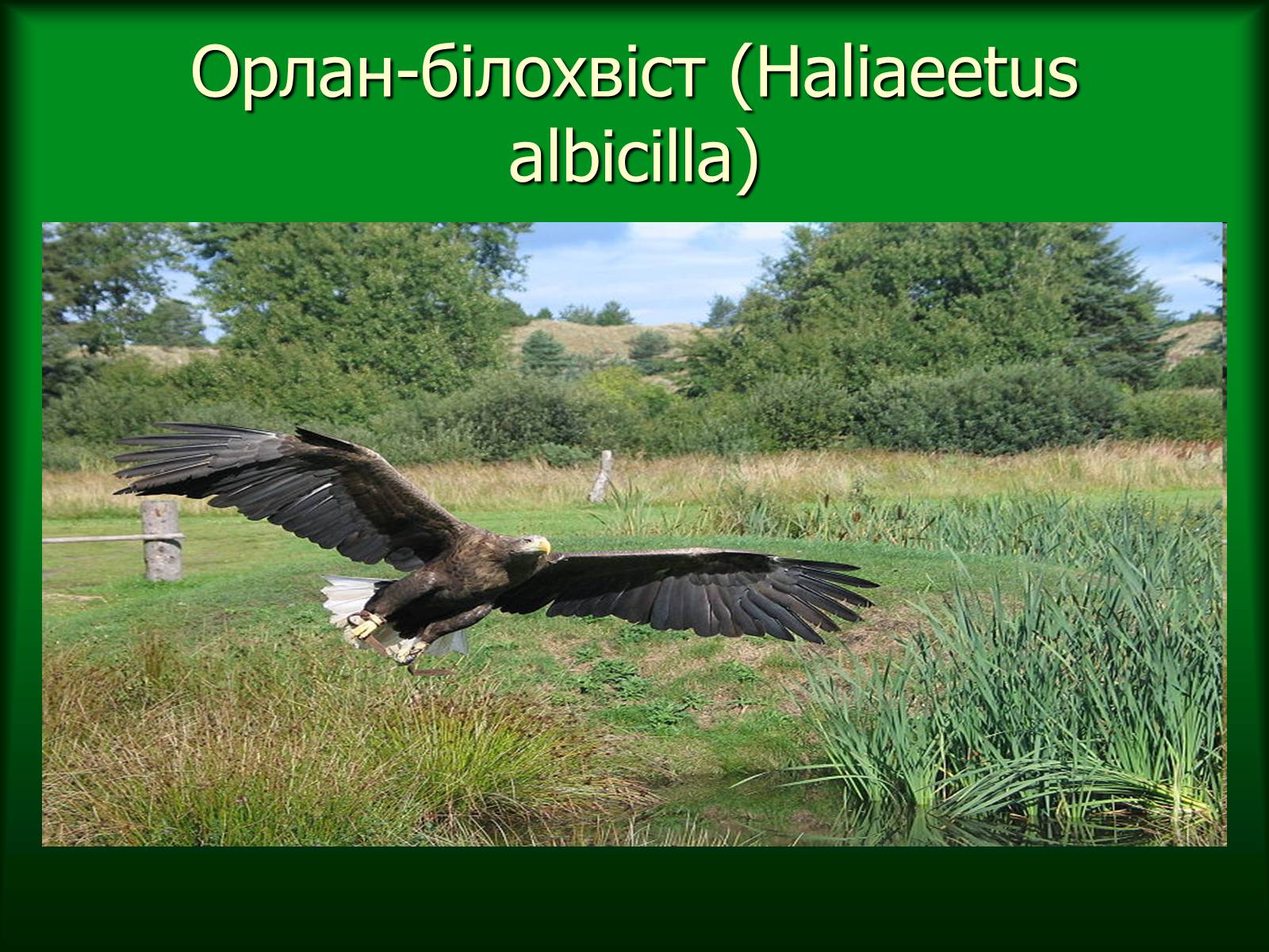 Презентація на тему «Дунайський біосферний заповідник України» - Слайд #35