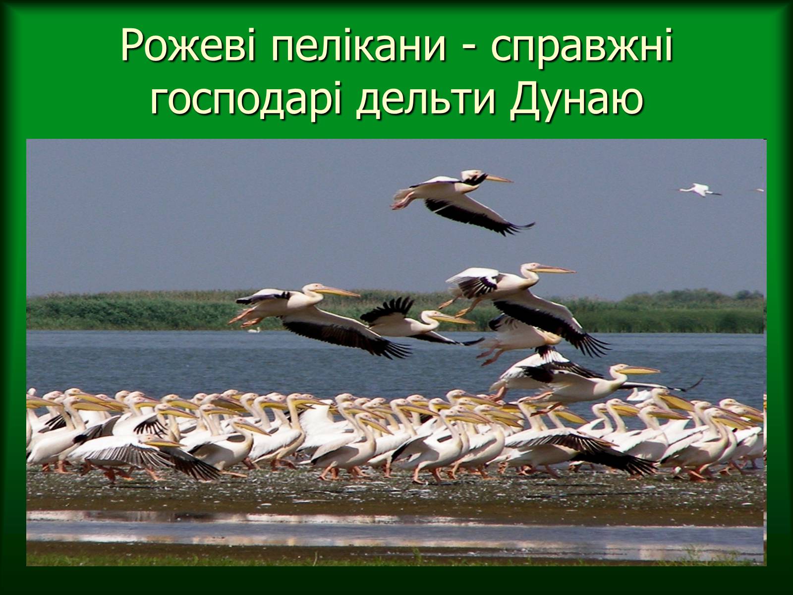 Презентація на тему «Дунайський біосферний заповідник України» - Слайд #36