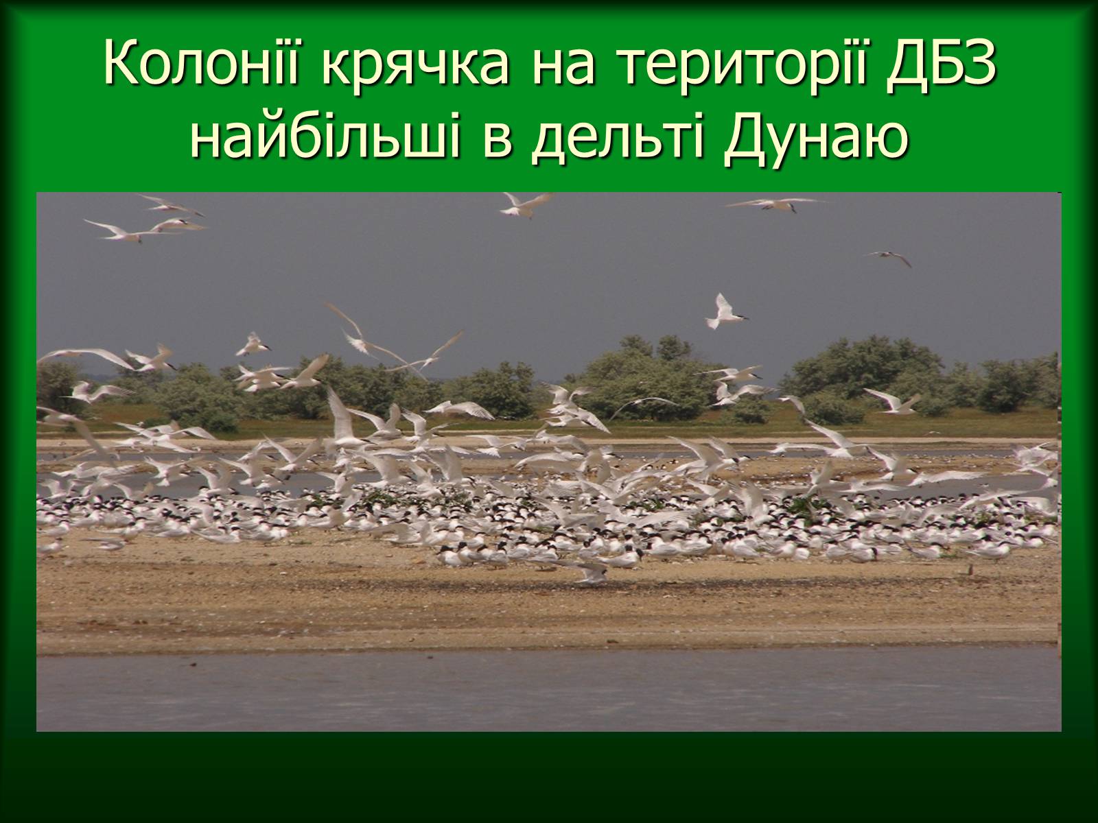 Презентація на тему «Дунайський біосферний заповідник України» - Слайд #37