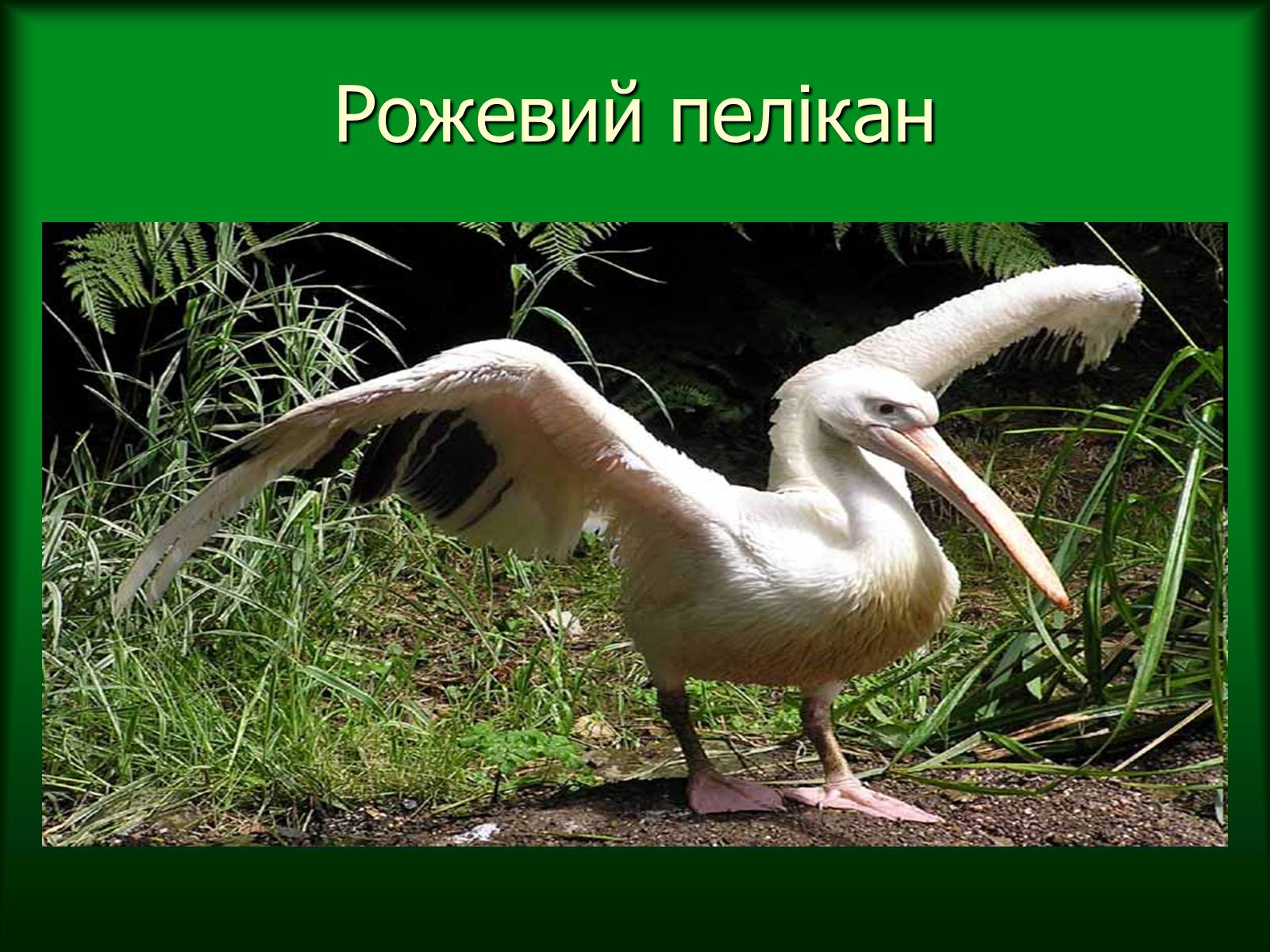 Презентація на тему «Дунайський біосферний заповідник України» - Слайд #38
