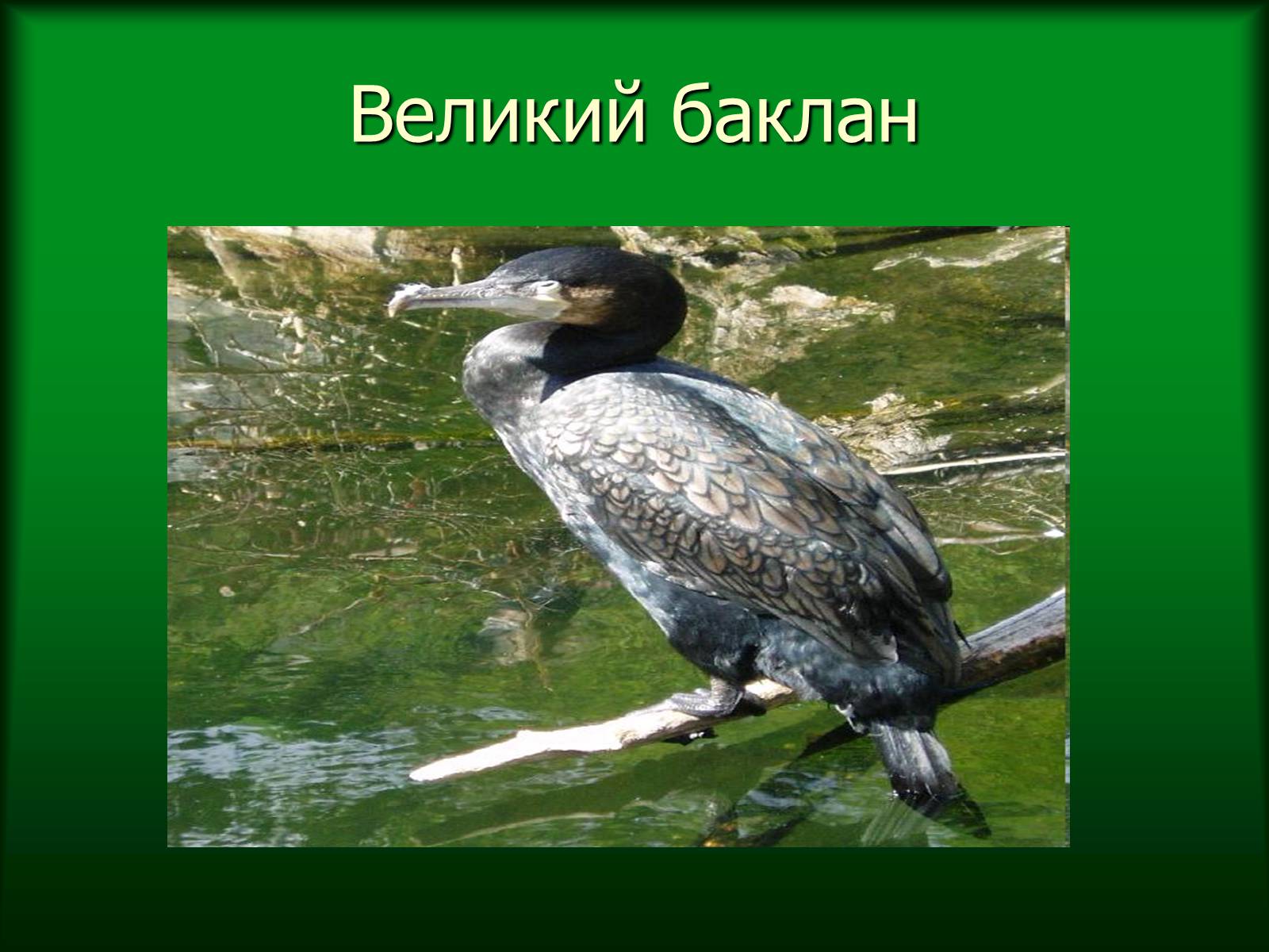 Презентація на тему «Дунайський біосферний заповідник України» - Слайд #39