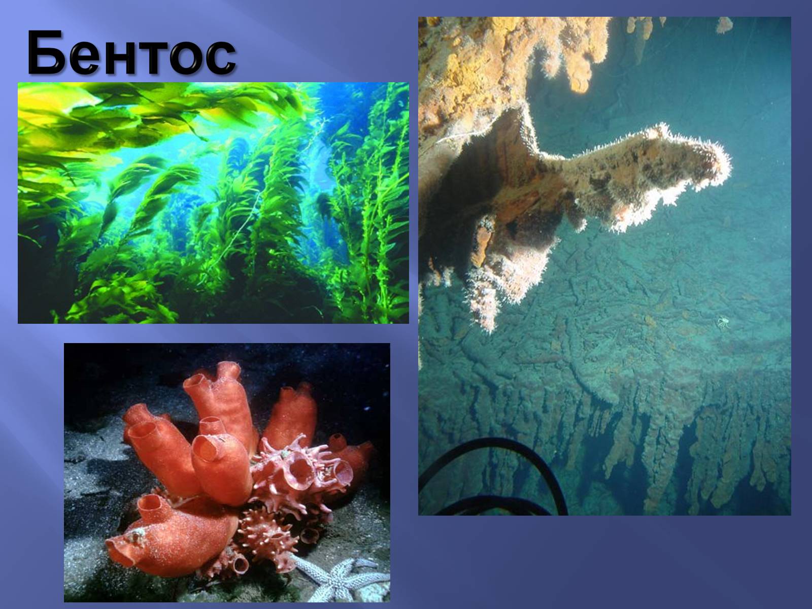 Группы организмов в мировом океане. Планктон Нектон бентос. Бентос планктон Нектон Литораль. Бентос образ жизни. Живые организмы бентос.