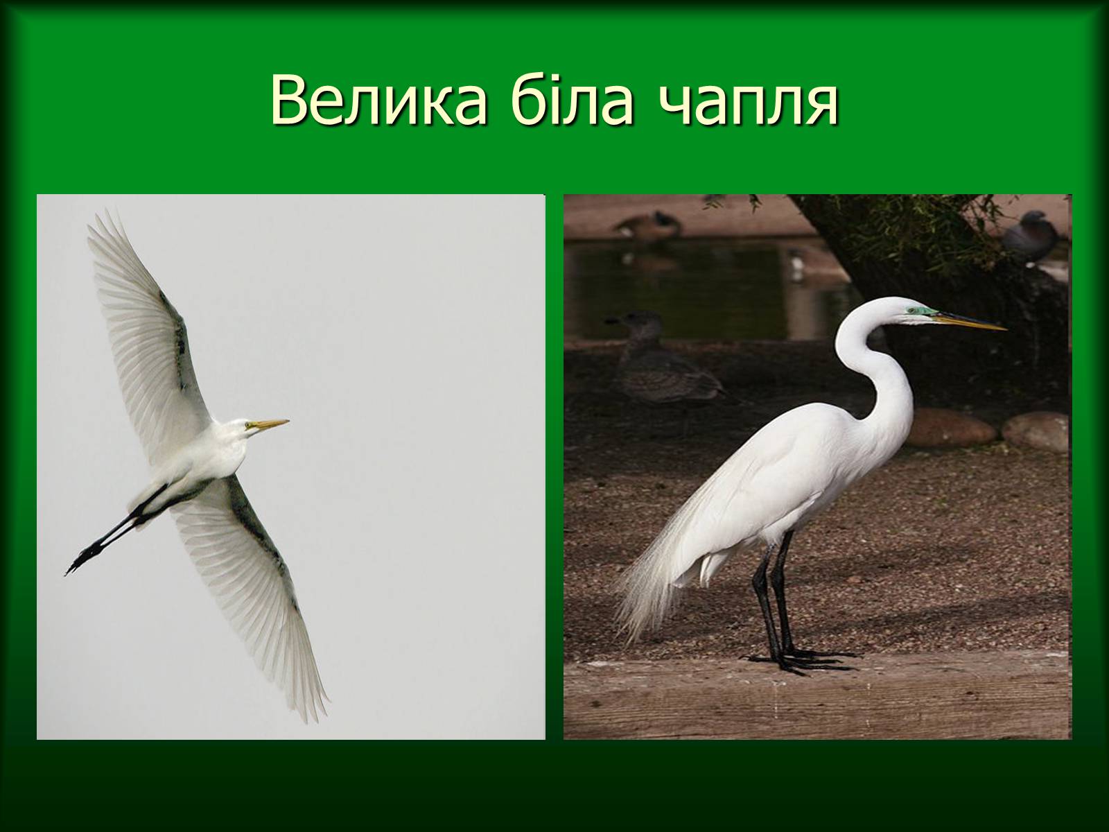 Презентація на тему «Дунайський біосферний заповідник України» - Слайд #40