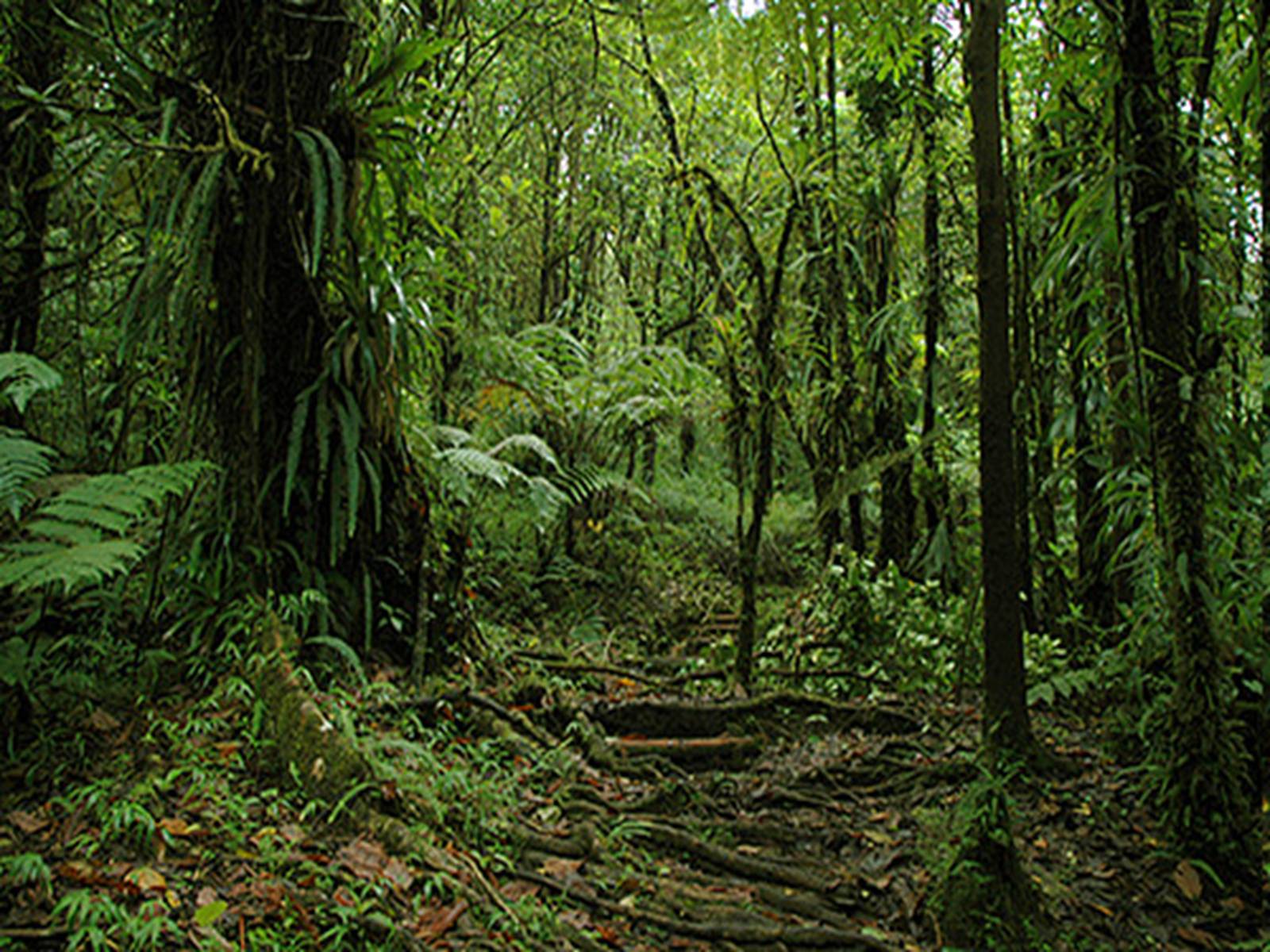Презентація на тему «Вічнозелені тропічні дощові ліси» - Слайд #17