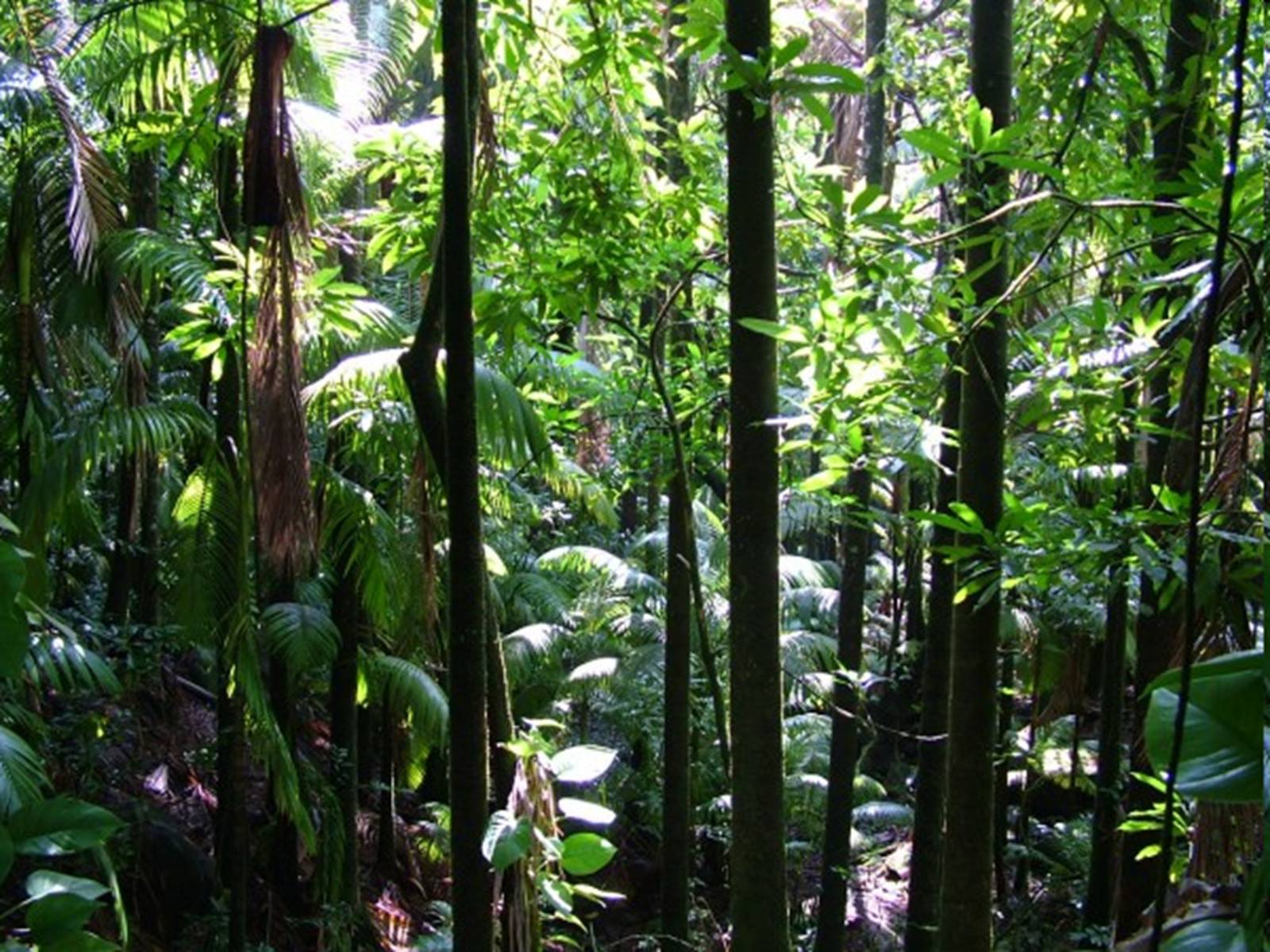 Презентація на тему «Вічнозелені тропічні дощові ліси» - Слайд #18