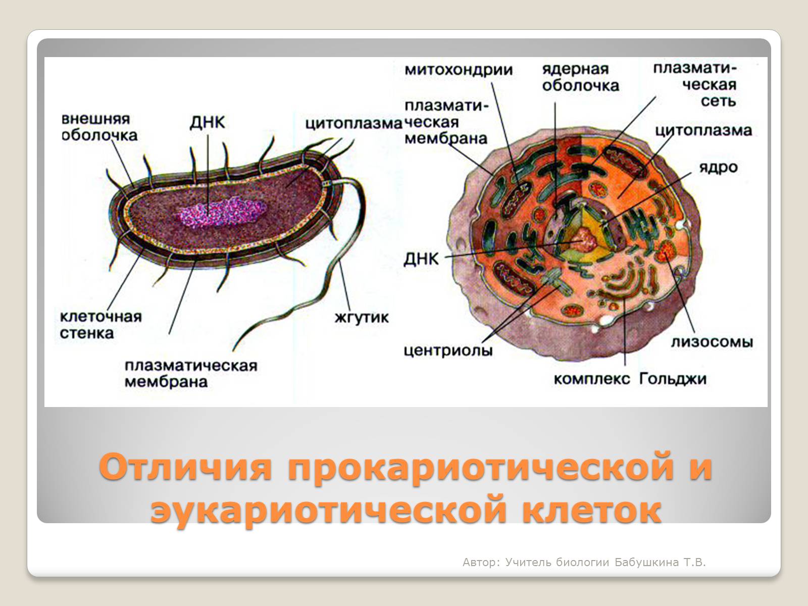 Строение эукариотической клетки бактерии