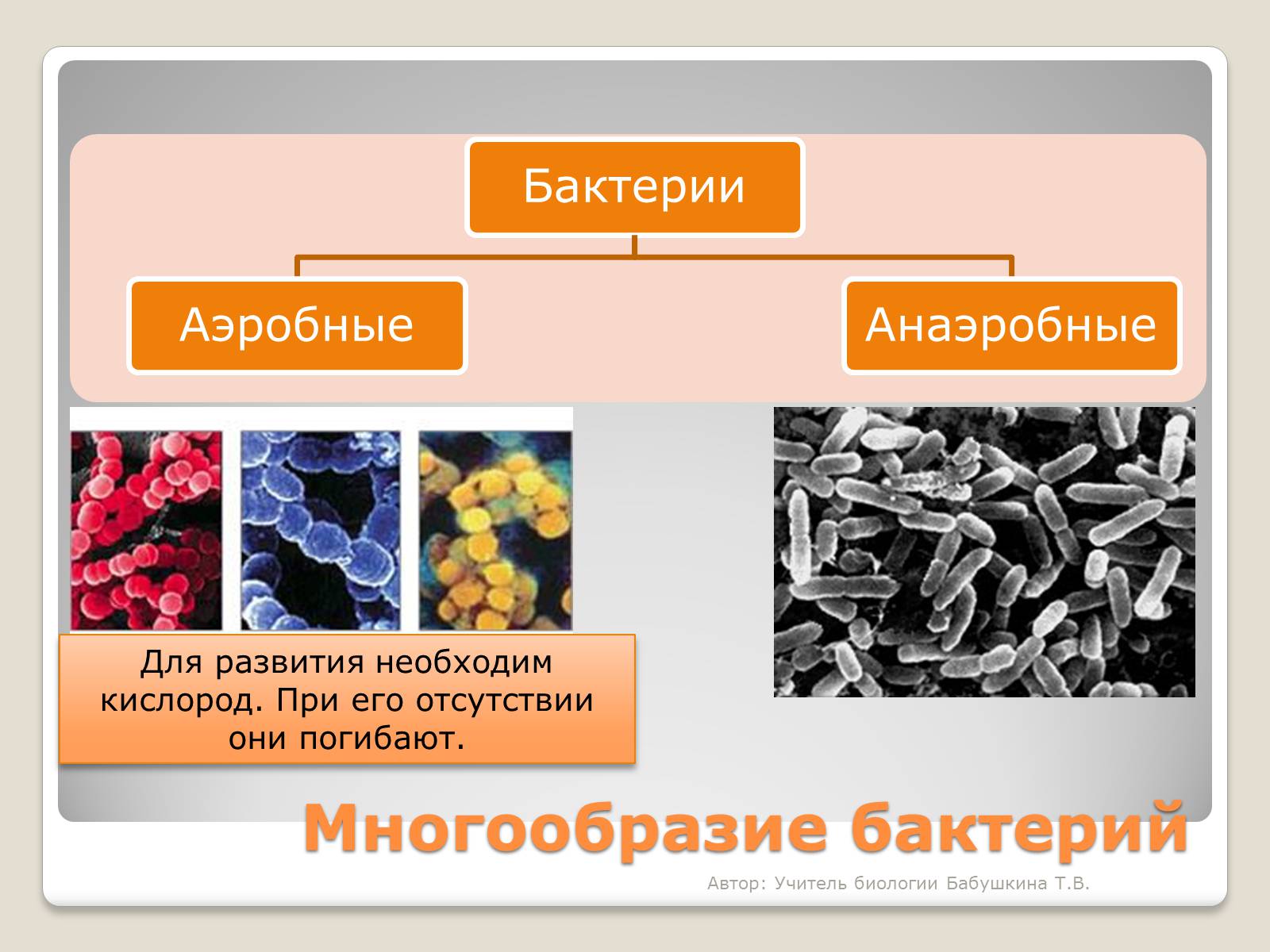 Три примера царства бактерий. Царство бактерий. Разнообразие бактерий. Царство бактерии многообразие. Царство бактерии презентация.