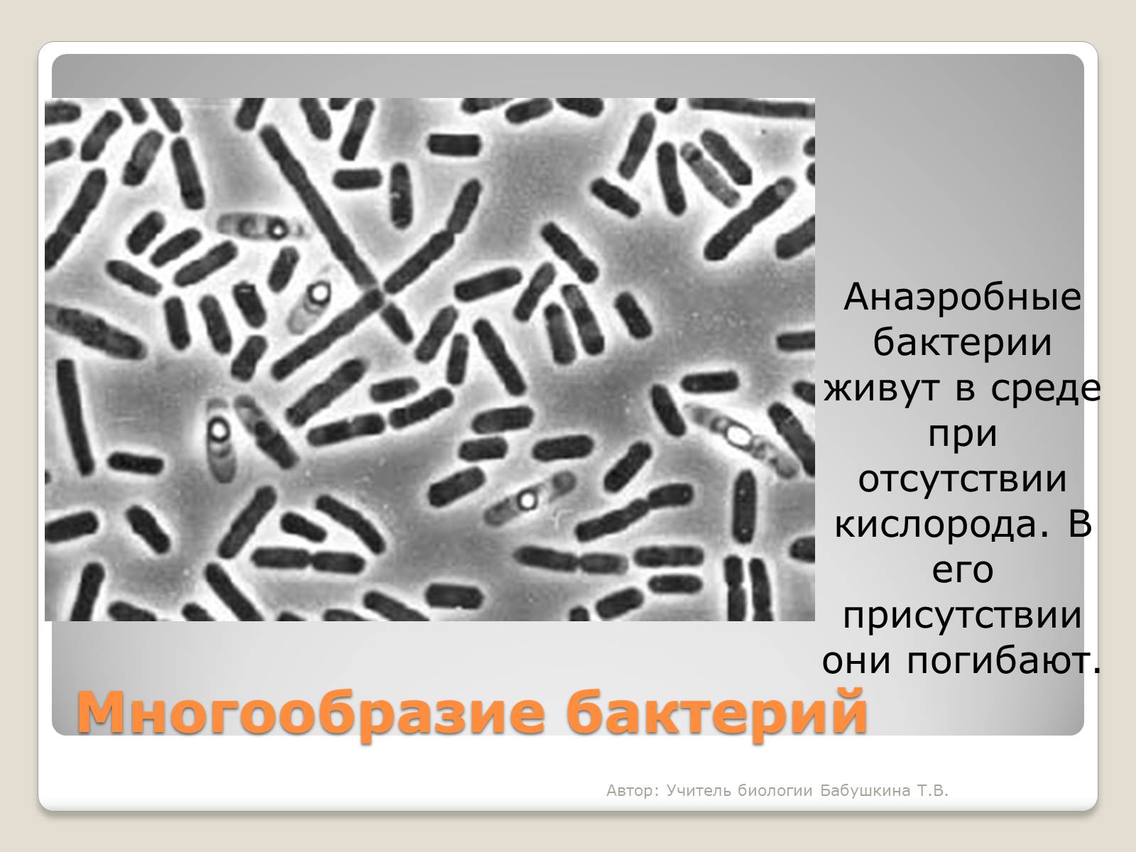 Организм живущий только при отсутствии кислорода. Бактерии анаэробы. Разнообразие бактерий. Анаэробные бактерии обитают. Презентация на тему царство бактерий.