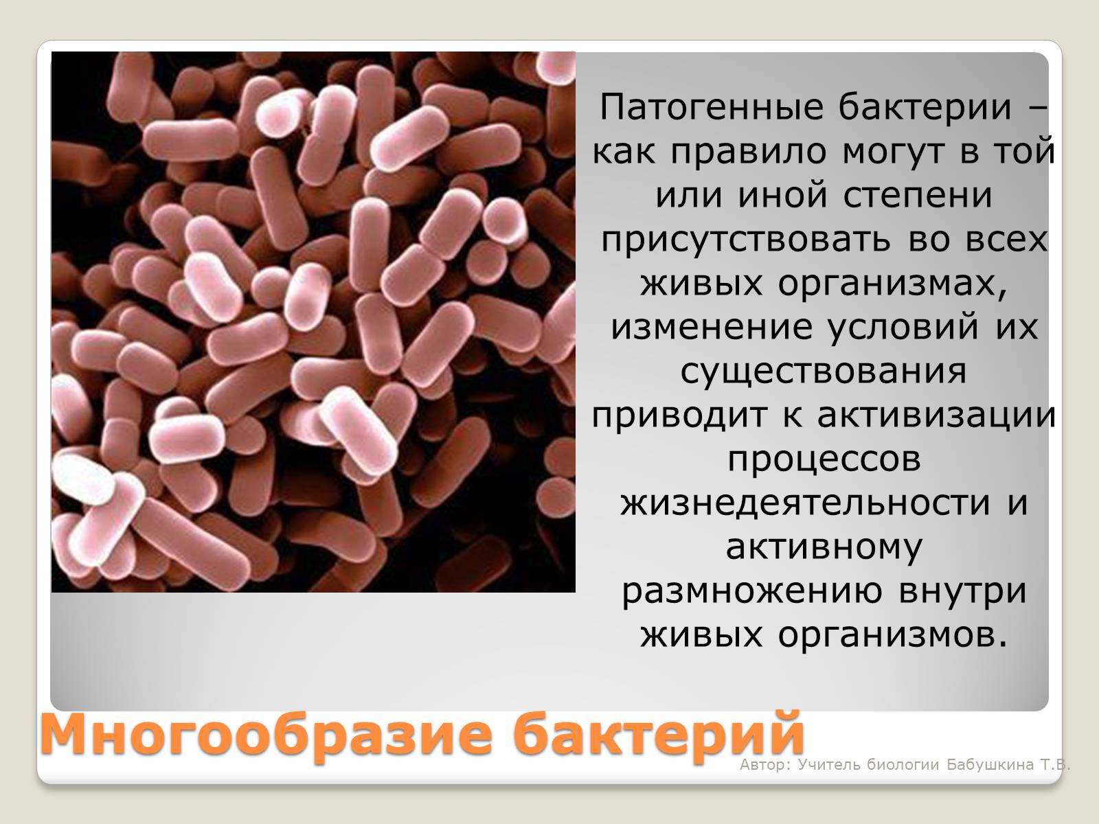 Презентація на тему «Царство Бактерии» - Слайд #14